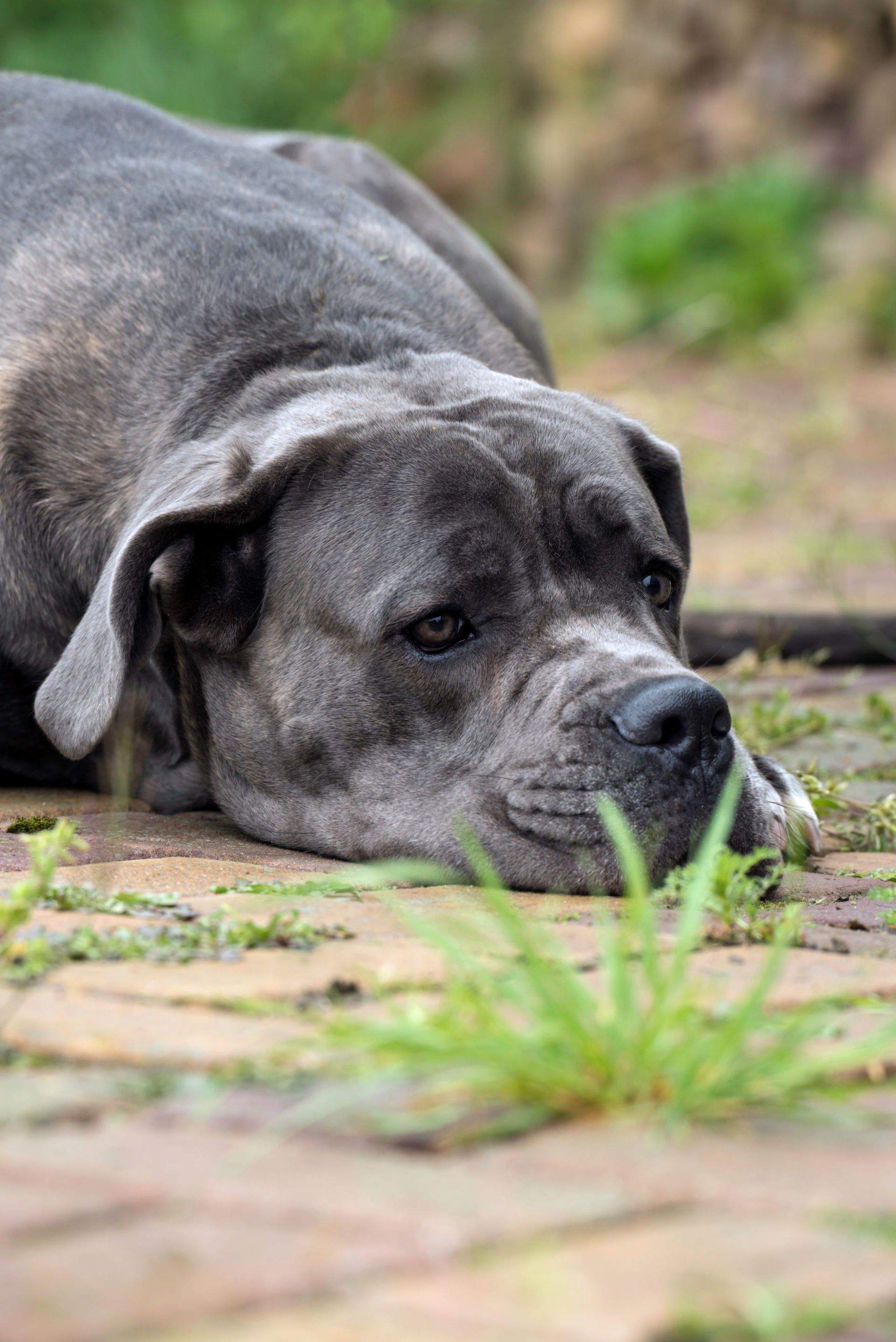 Cane Corso Chiaro e Tondo