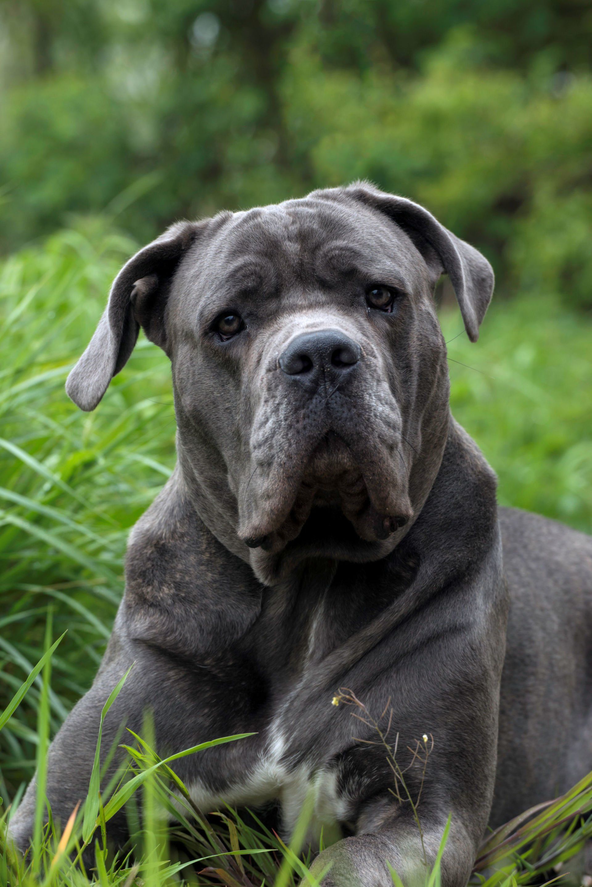 Cane Corso Chiaro e Tondo
