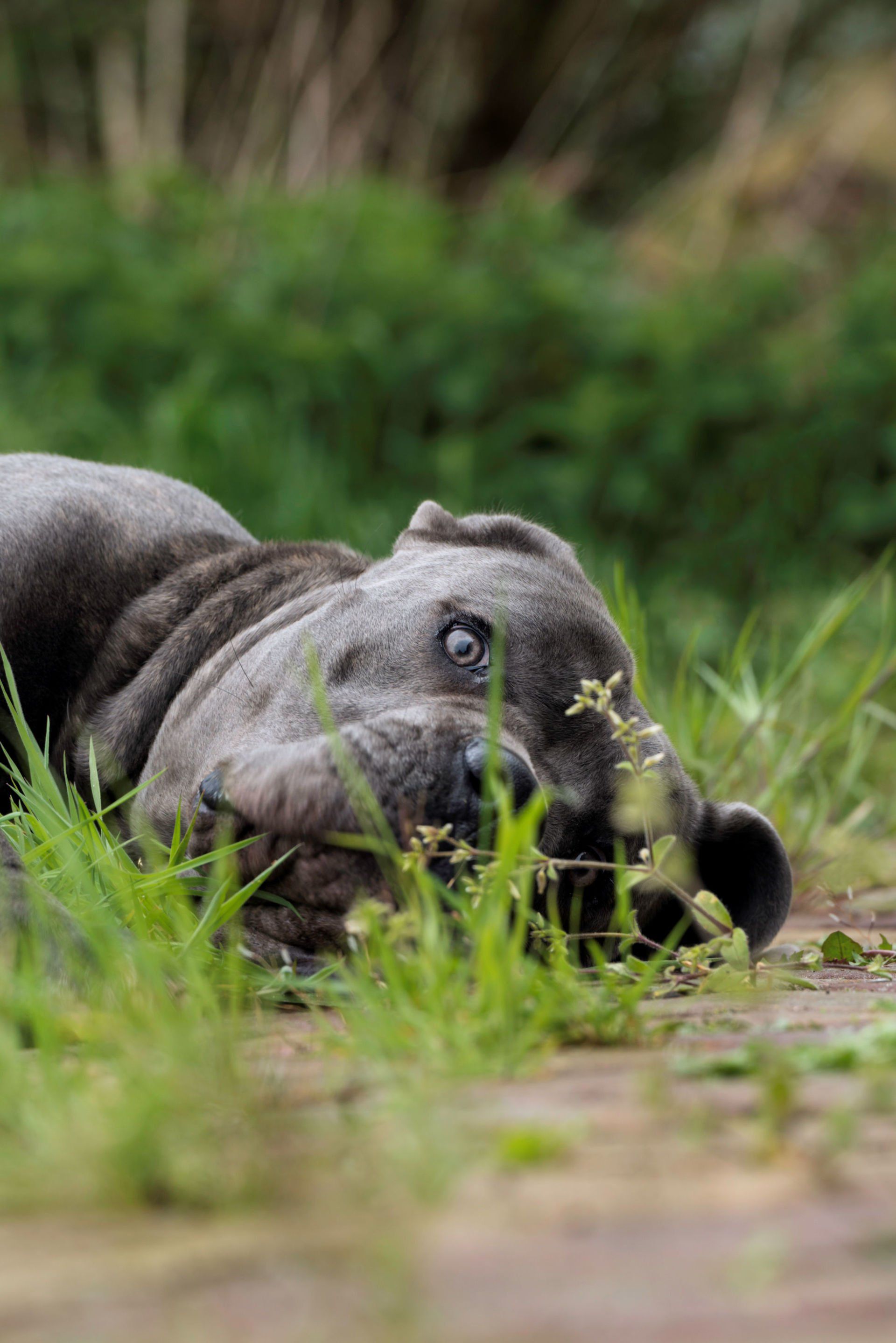 Cane Corso Chiaro e Tondo