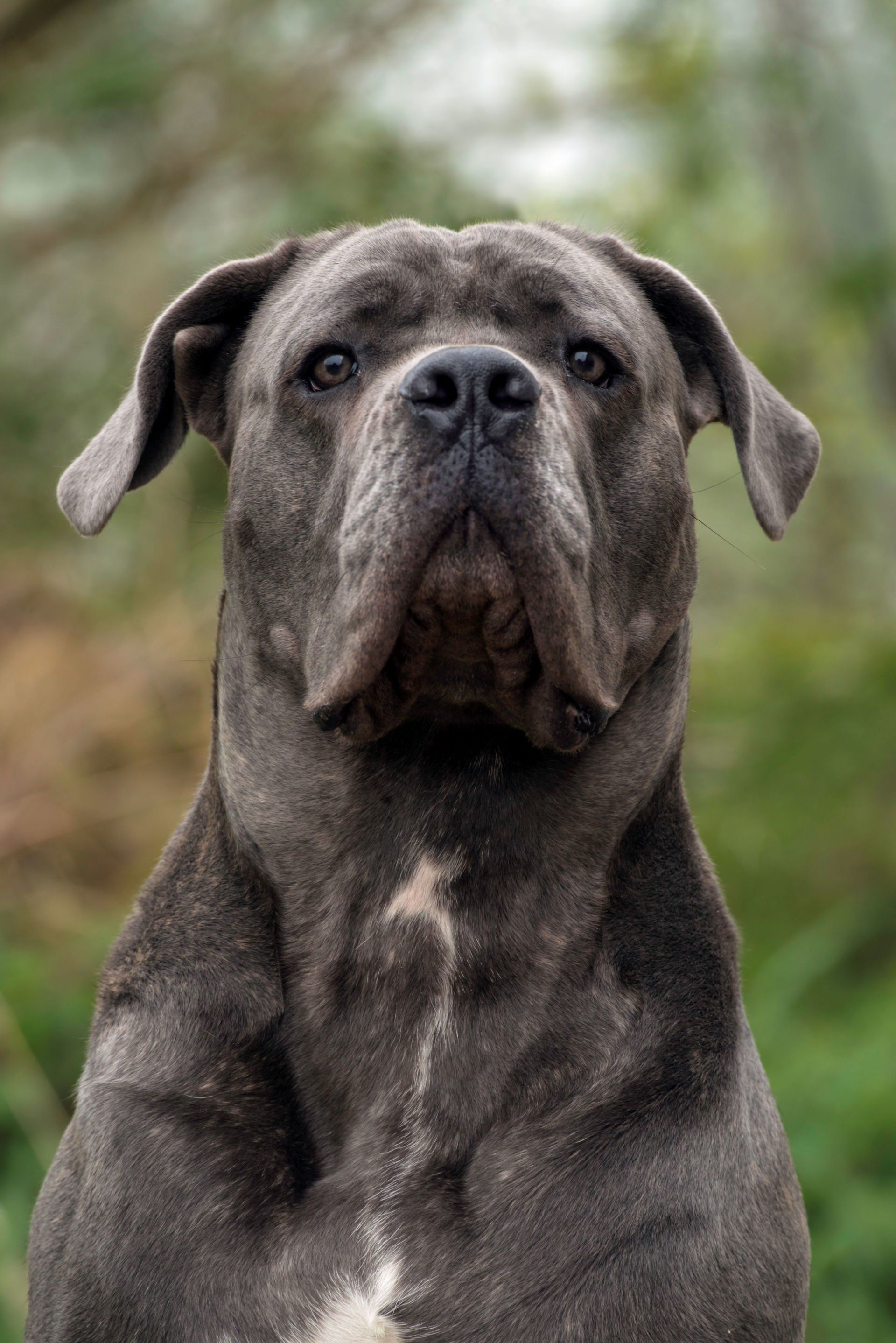Cane Corso Chiaro e Tondo