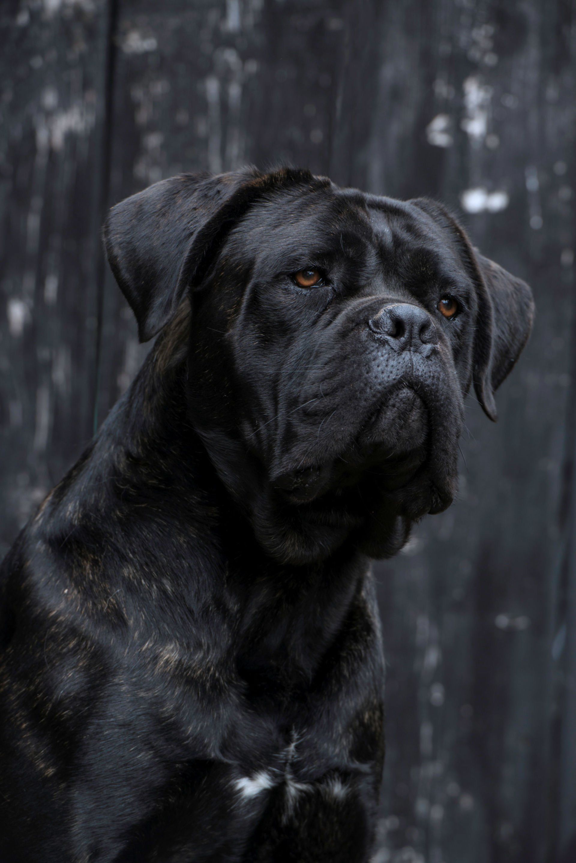 Cane Corso Chiaro e Tondo