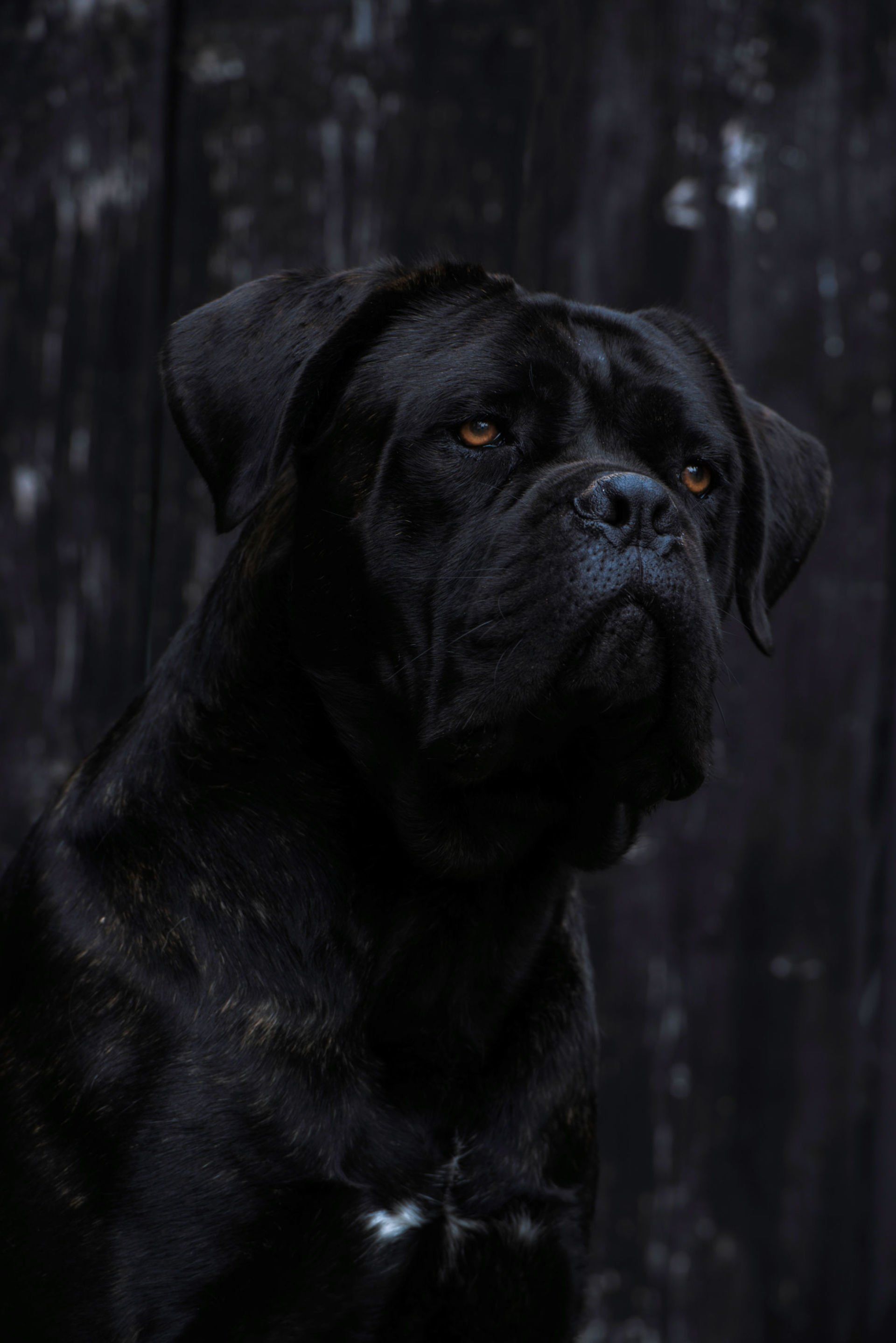 Cane Corso Chiaro e Tondo