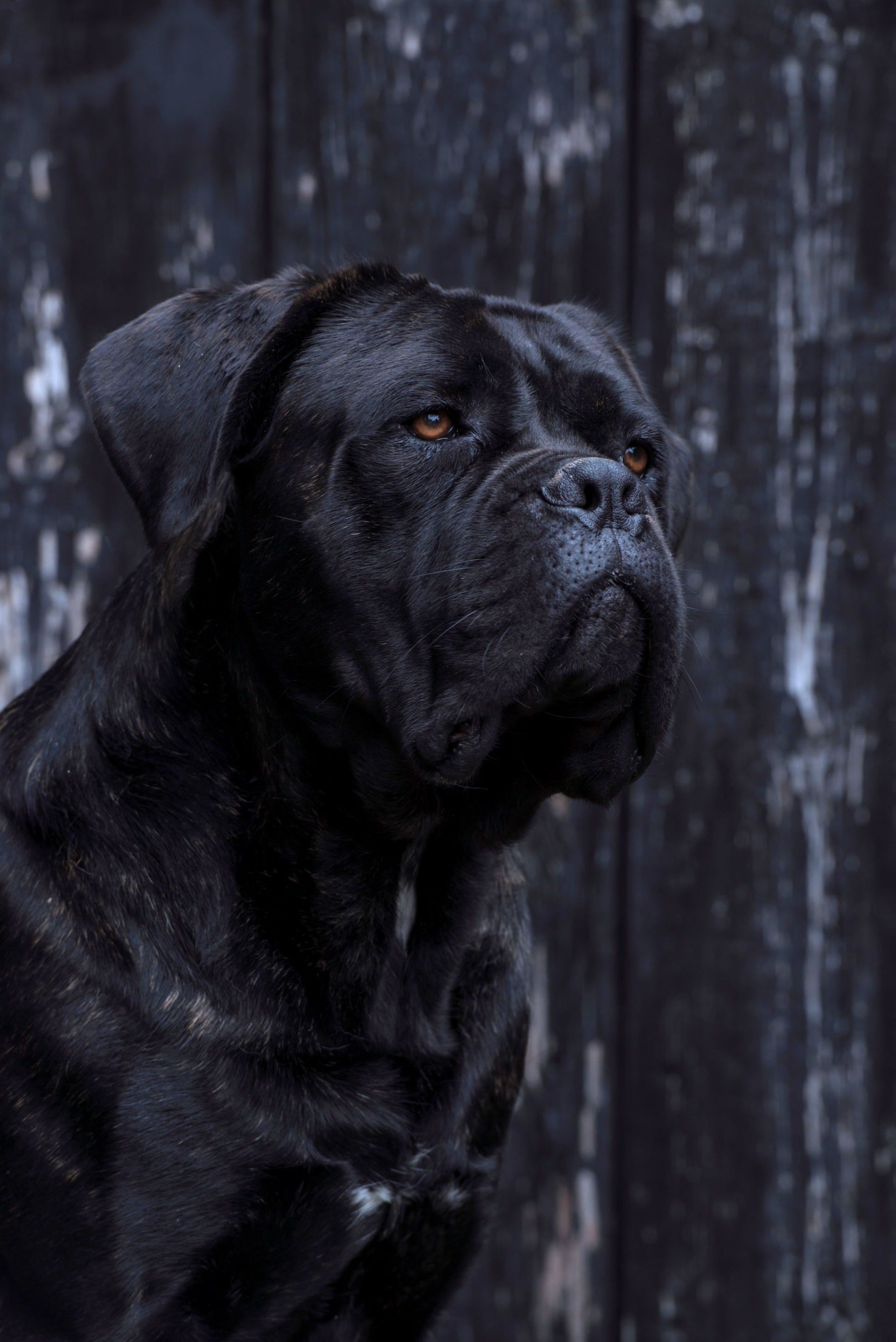 Cane Corso Chiaro e Tondo