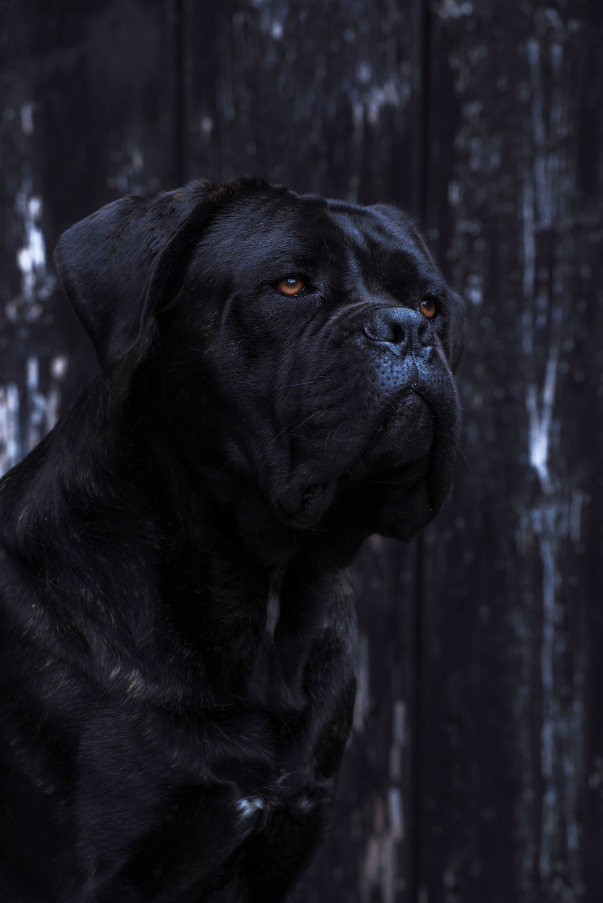 Cane Corso Chiaro e Tondo