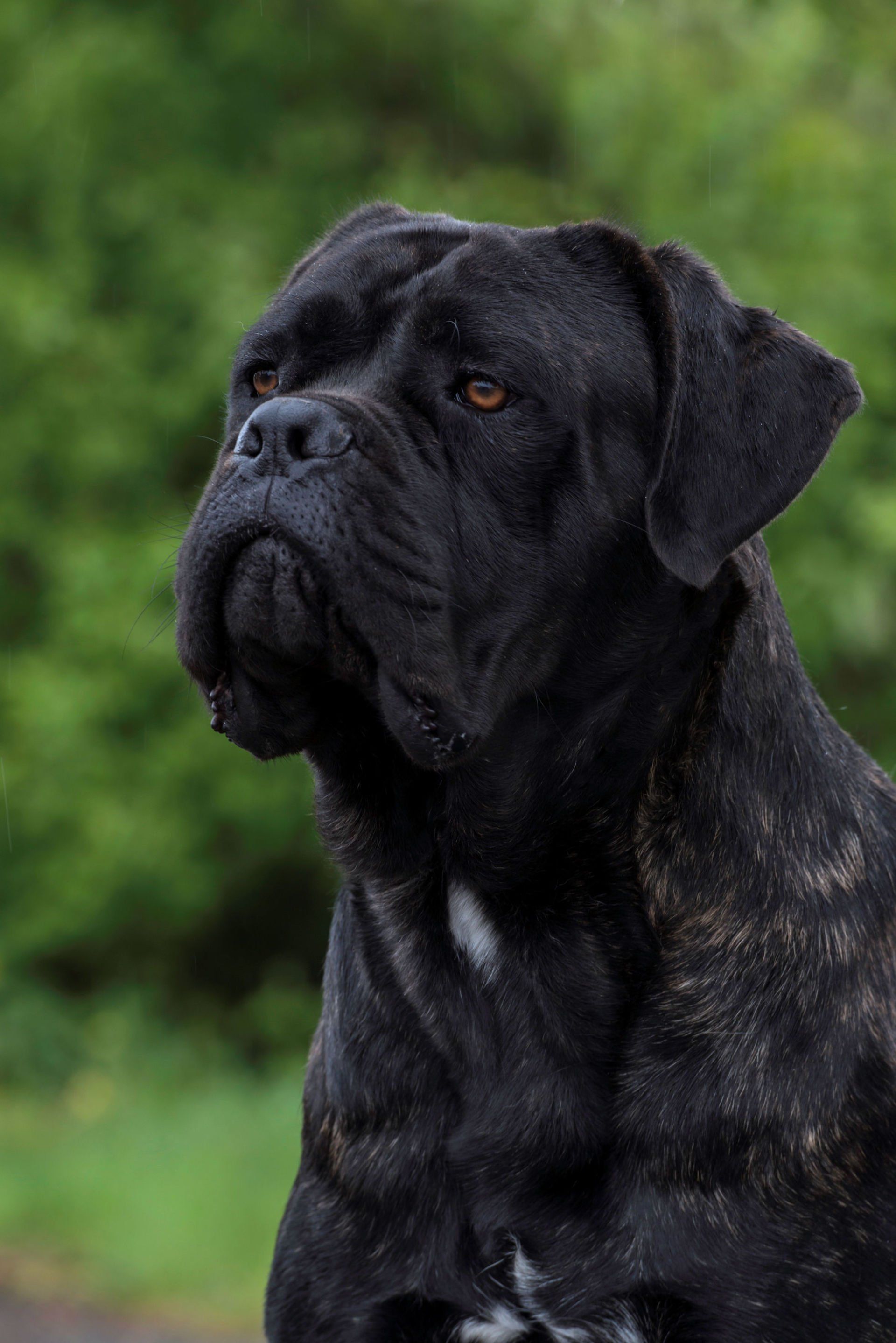 Cane Corso Chiaro e Tondo