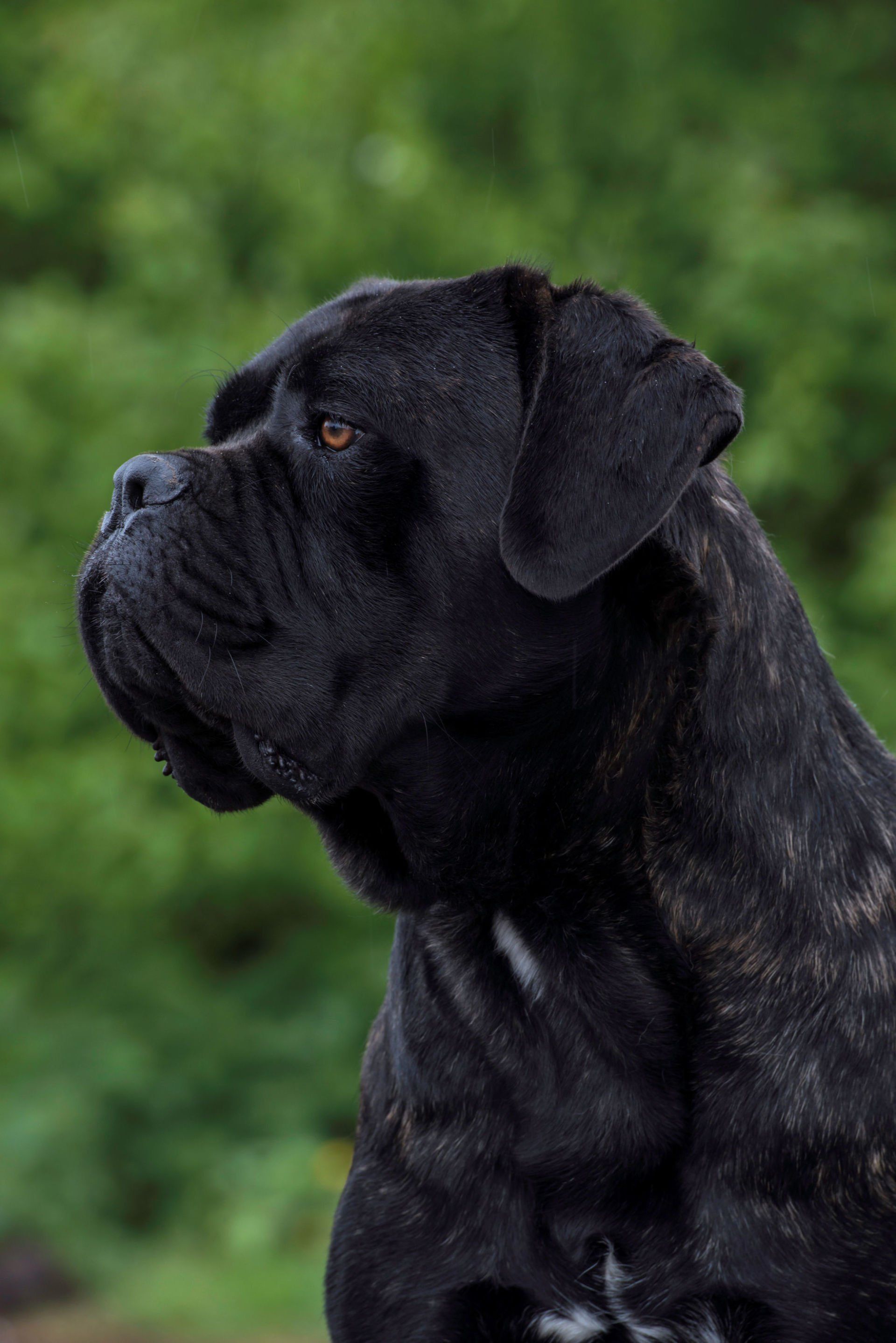 Cane Corso Chiaro e Tondo