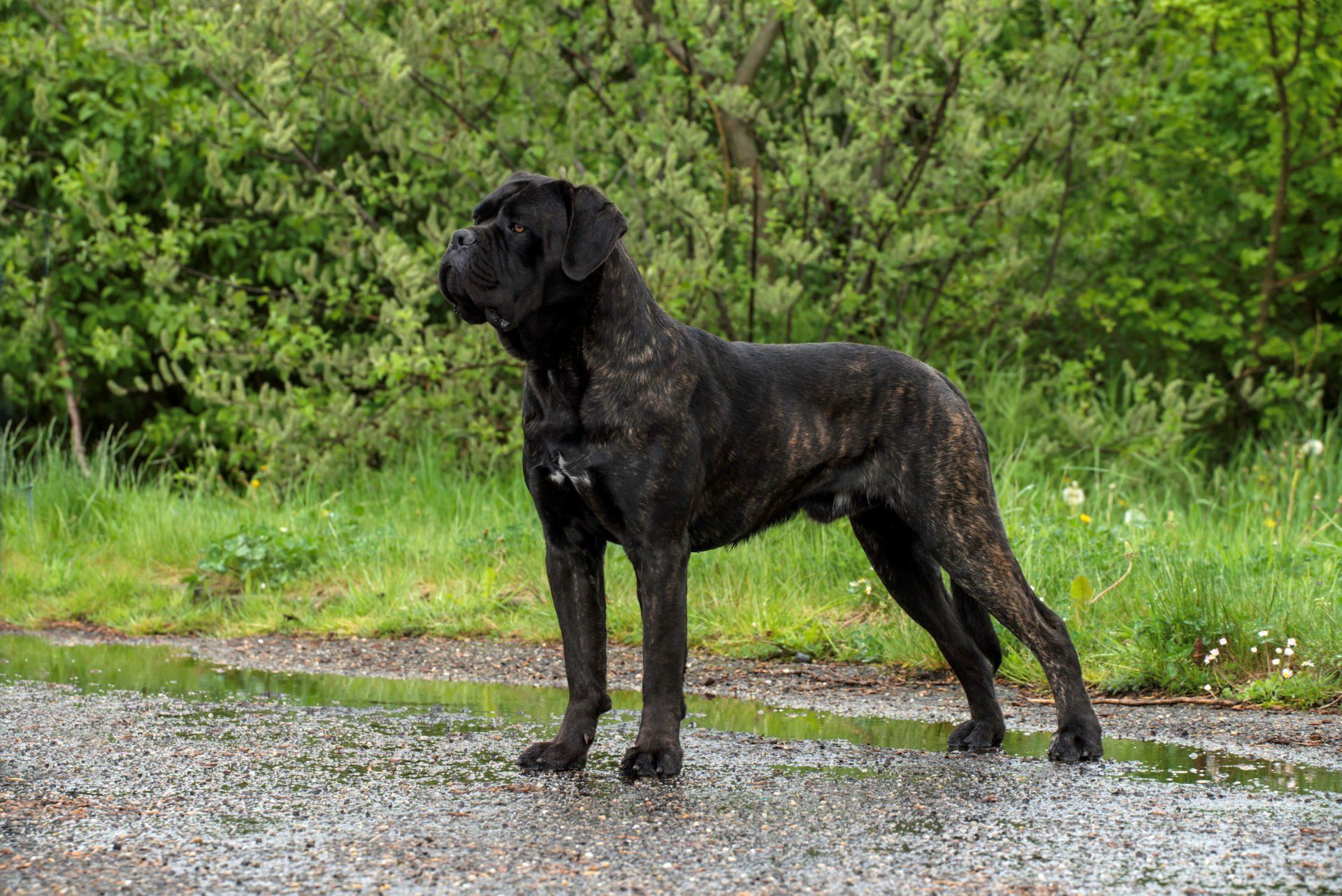 Cane Corso Chiaro e Tondo
