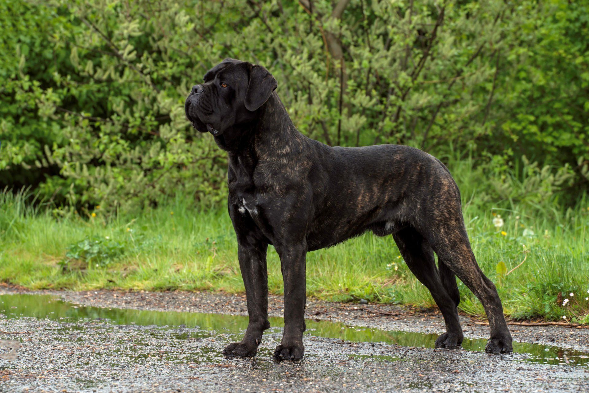 Cane Corso Chiaro e Tondo