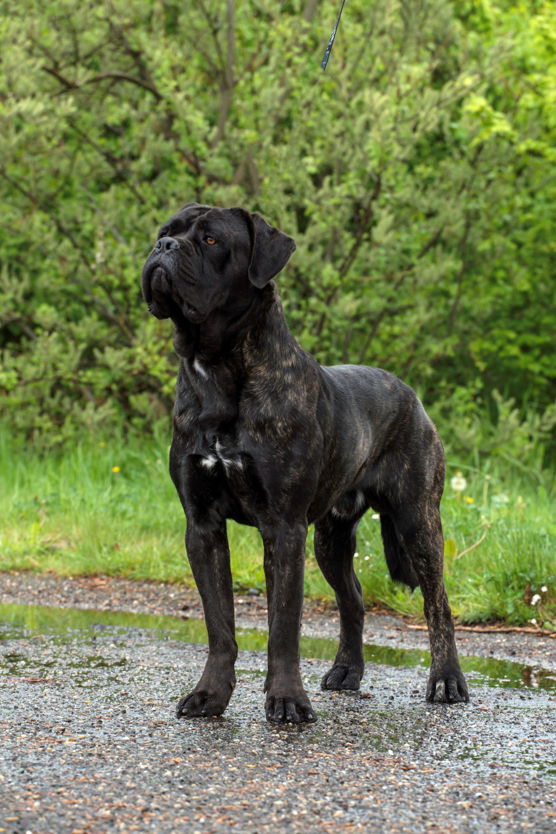 Cane Corso Chiaro e Tondo