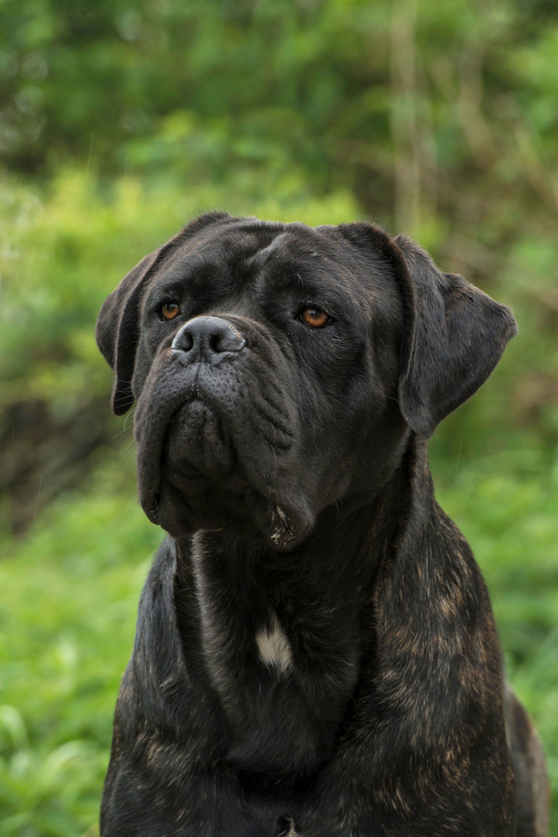 Cane Corso Chiaro e Tondo