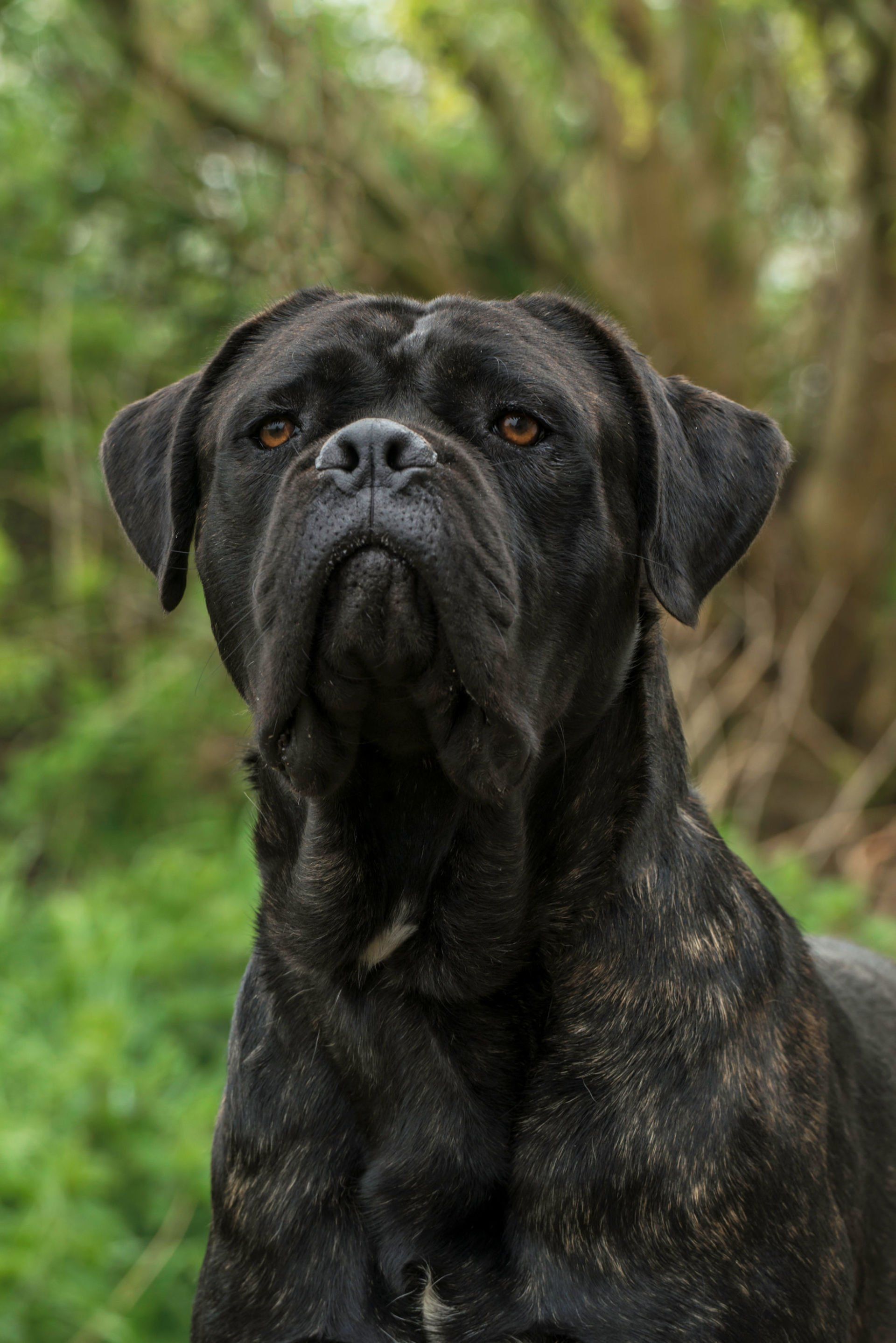 Cane Corso Chiaro e Tondo