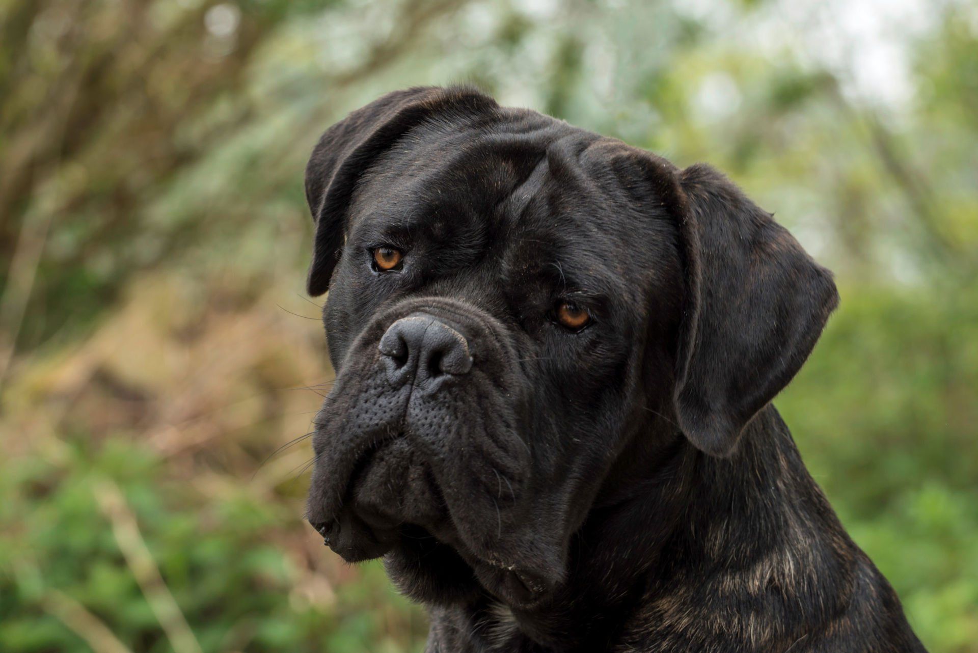 Cane Corso Chiaro e Tondo