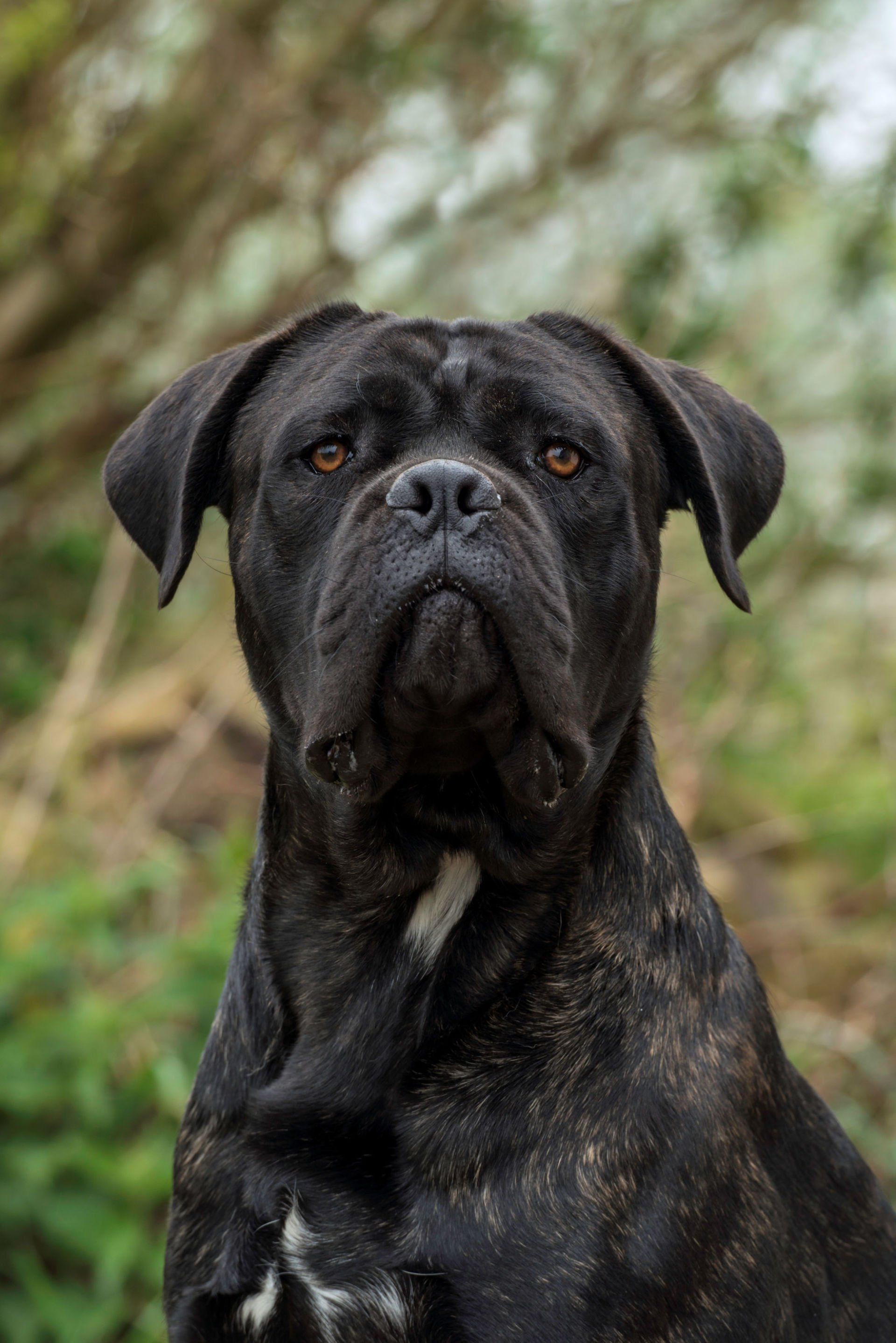 Cane Corso Chiaro e Tondo