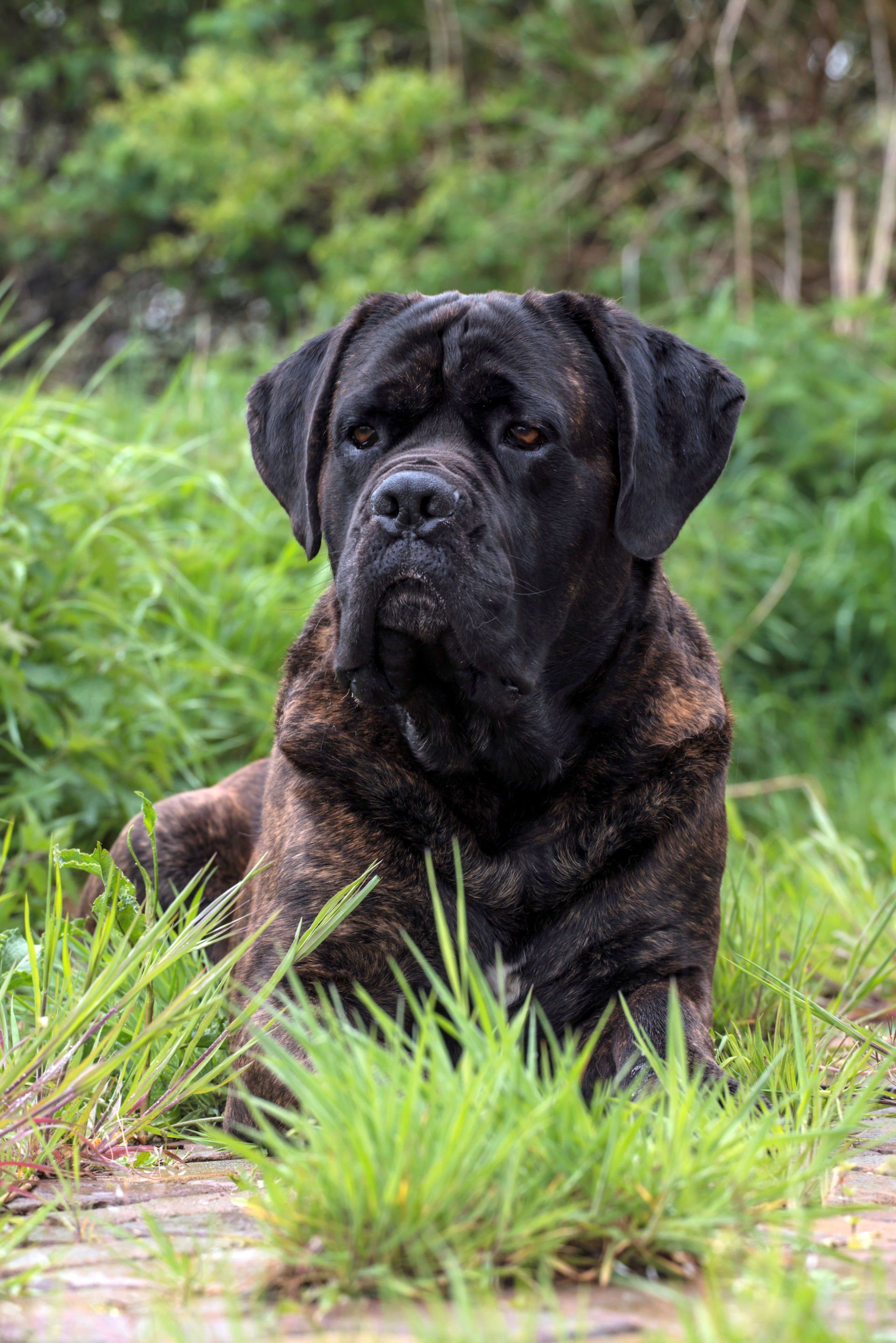 Cane Corso Chiaro e Tondo