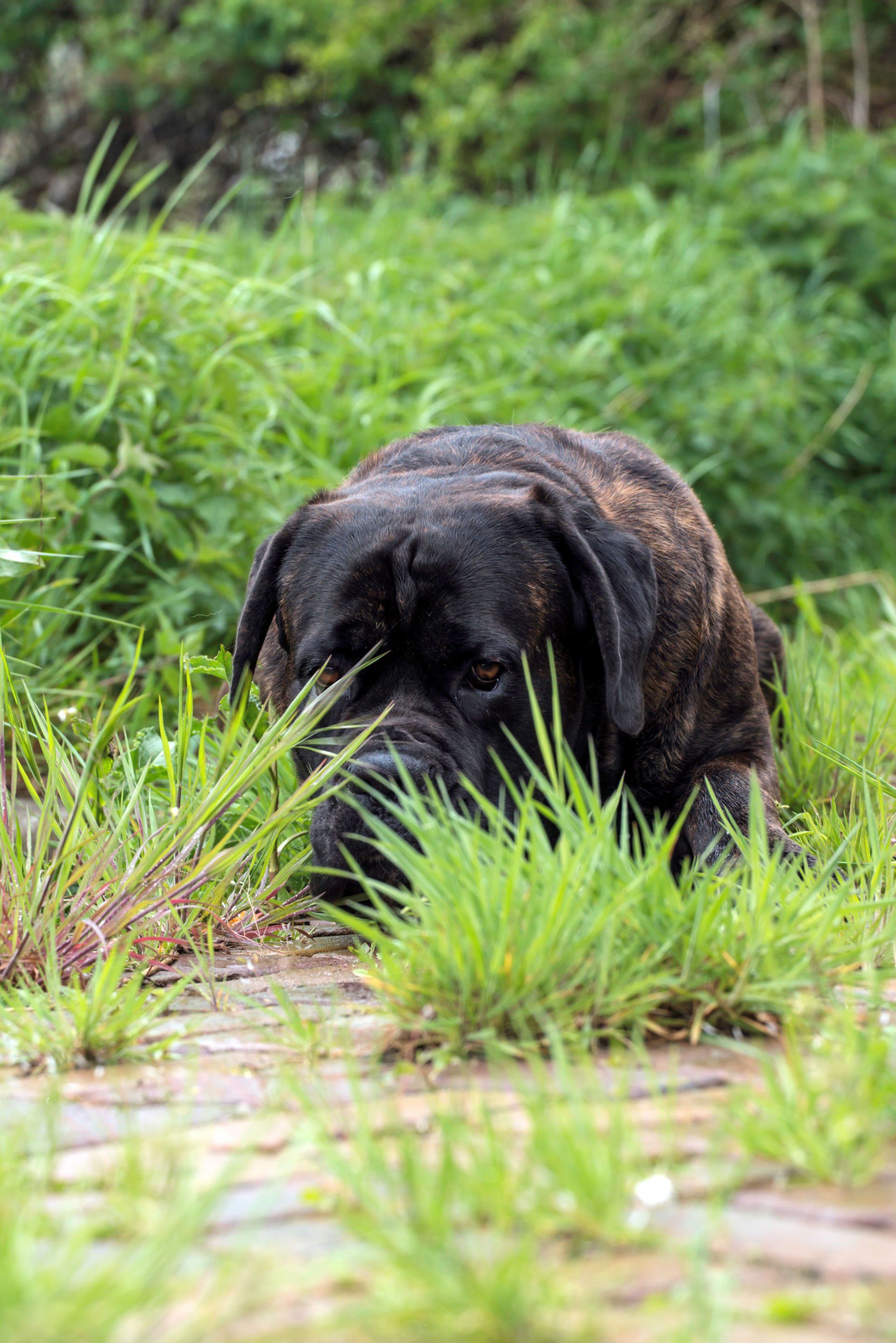 Cane Corso Chiaro e Tondo