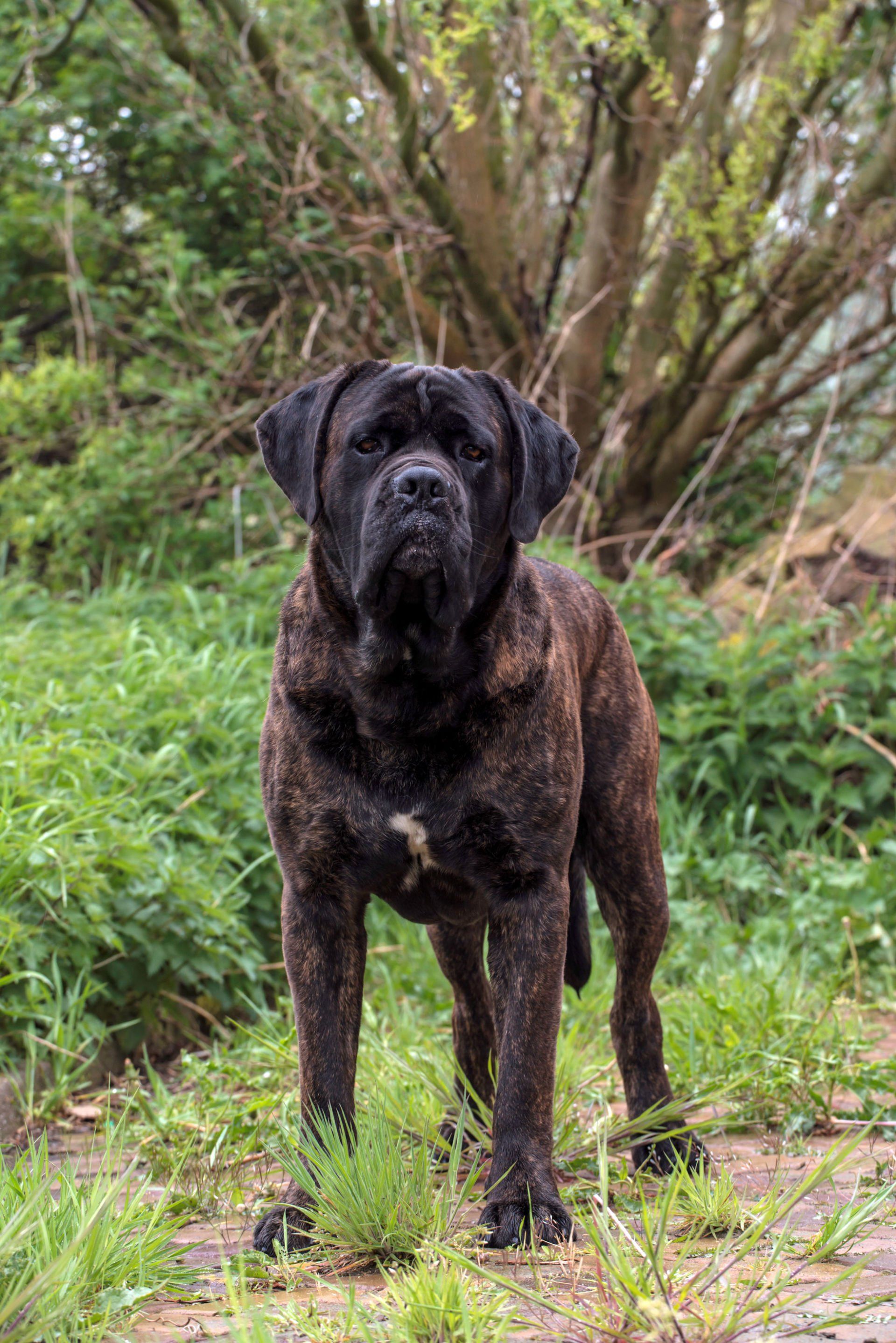 Cane Corso Chiaro e Tondo