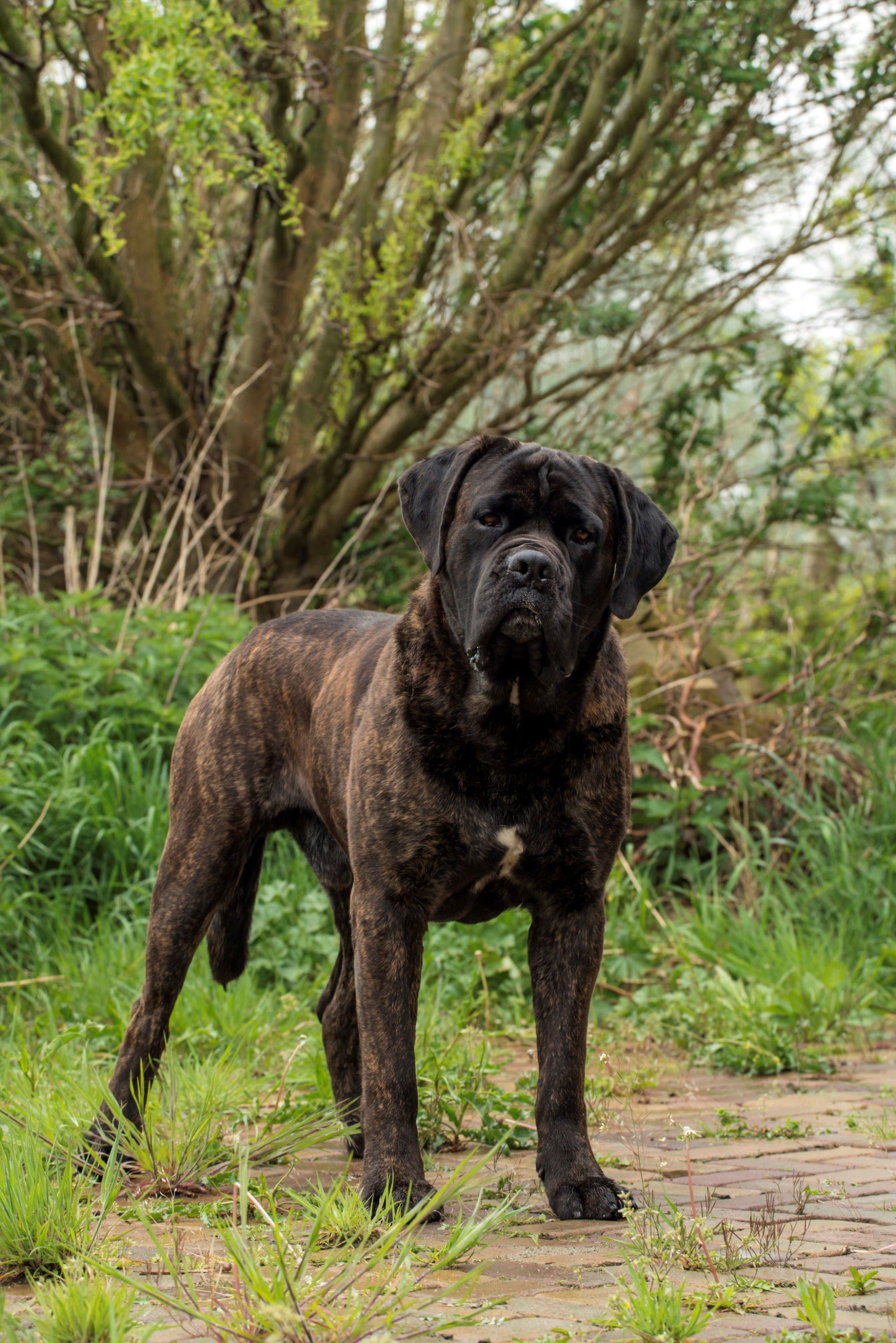 Cane Corso Chiaro e Tondo