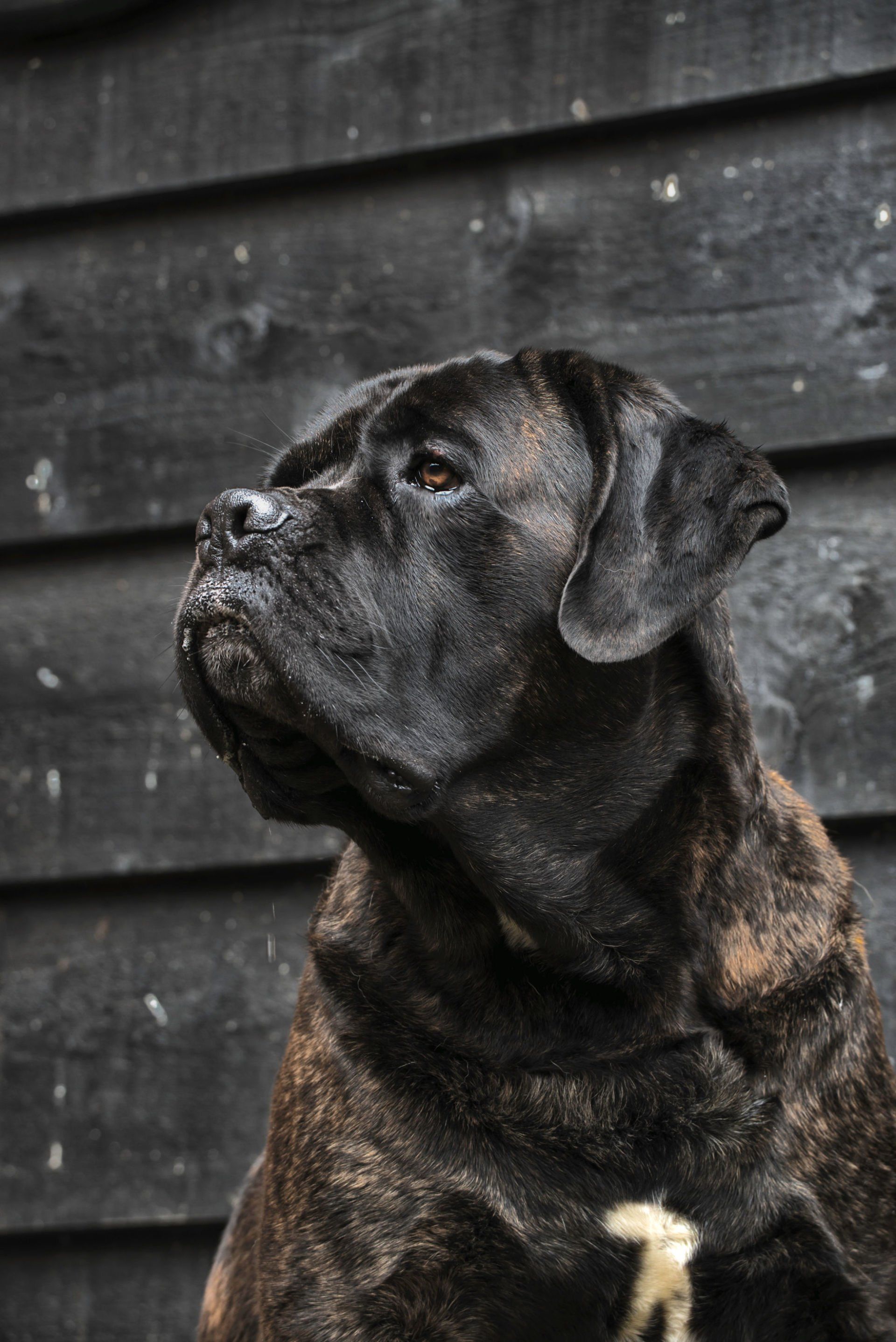 Cane Corso Chiaro e Tondo