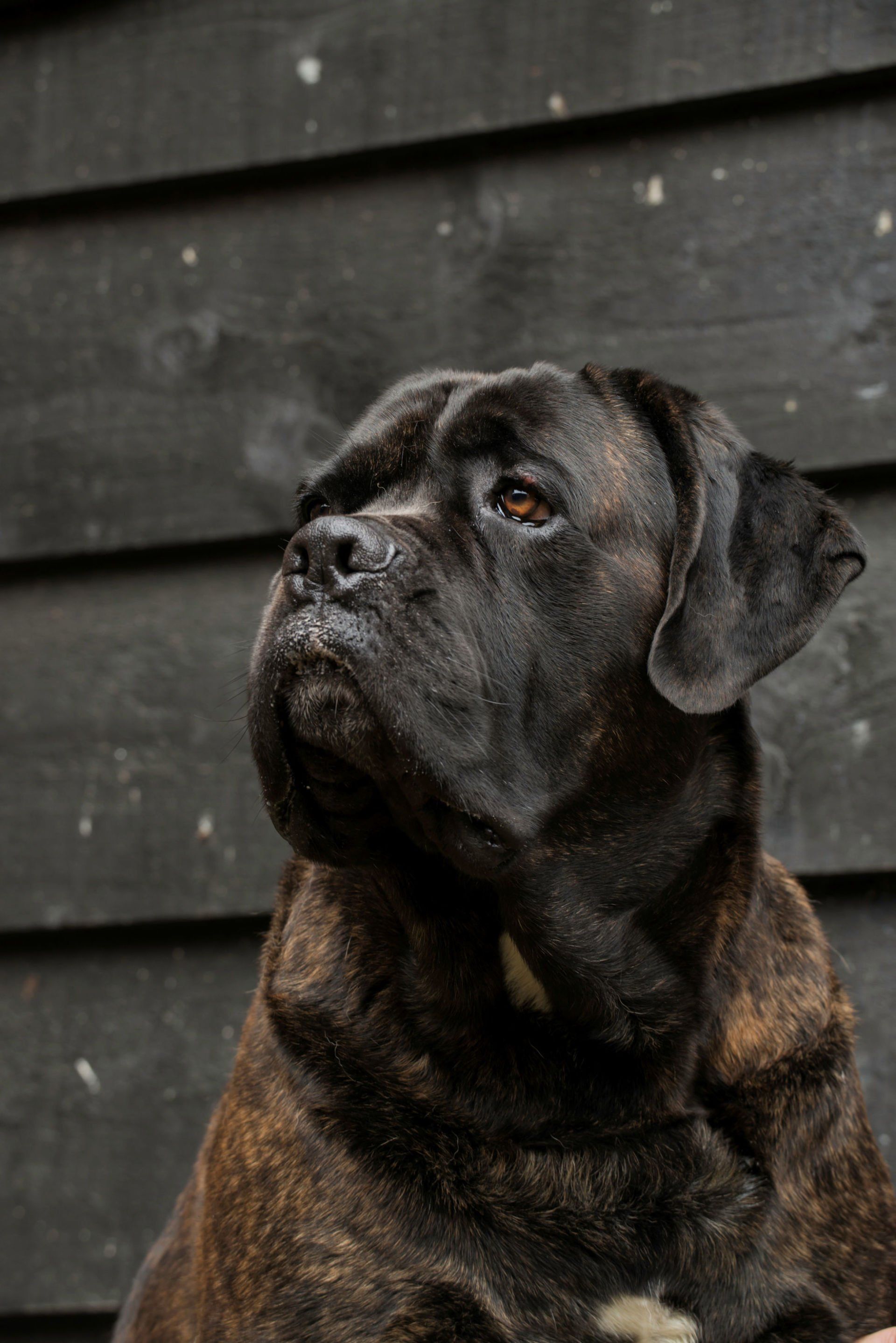 Cane Corso Chiaro e Tondo