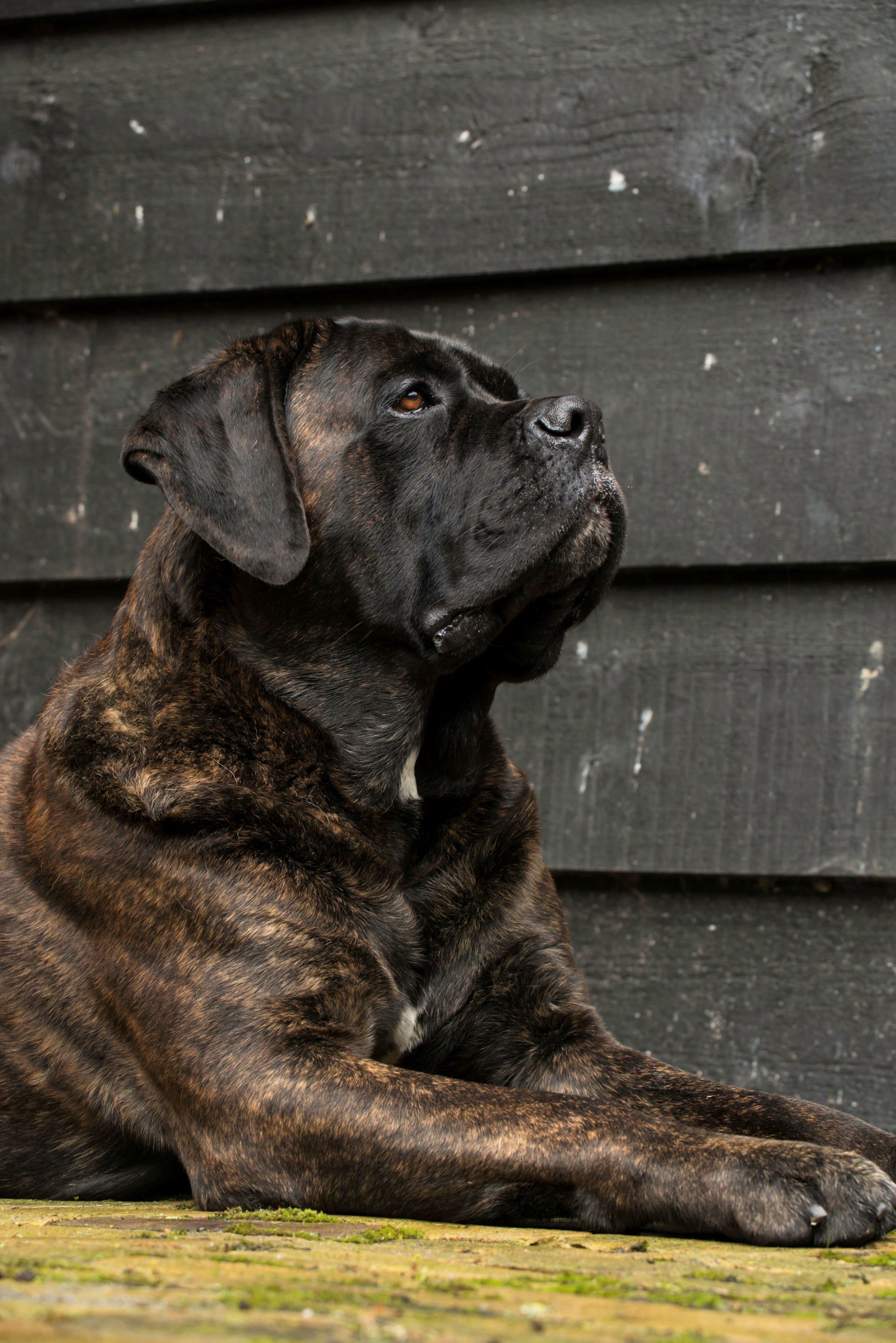 Cane Corso Chiaro e Tondo