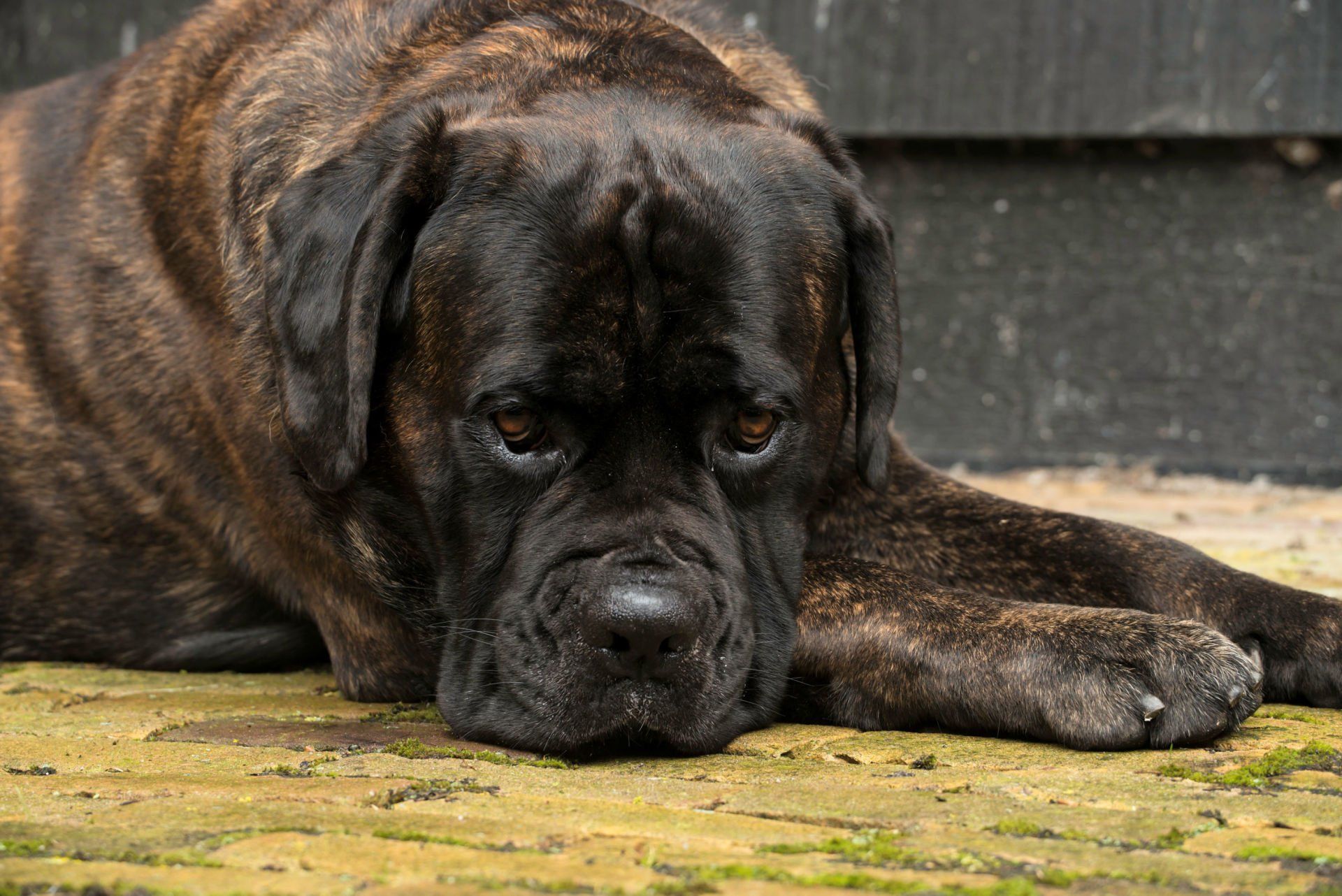 Cane Corso Chiaro e Tondo