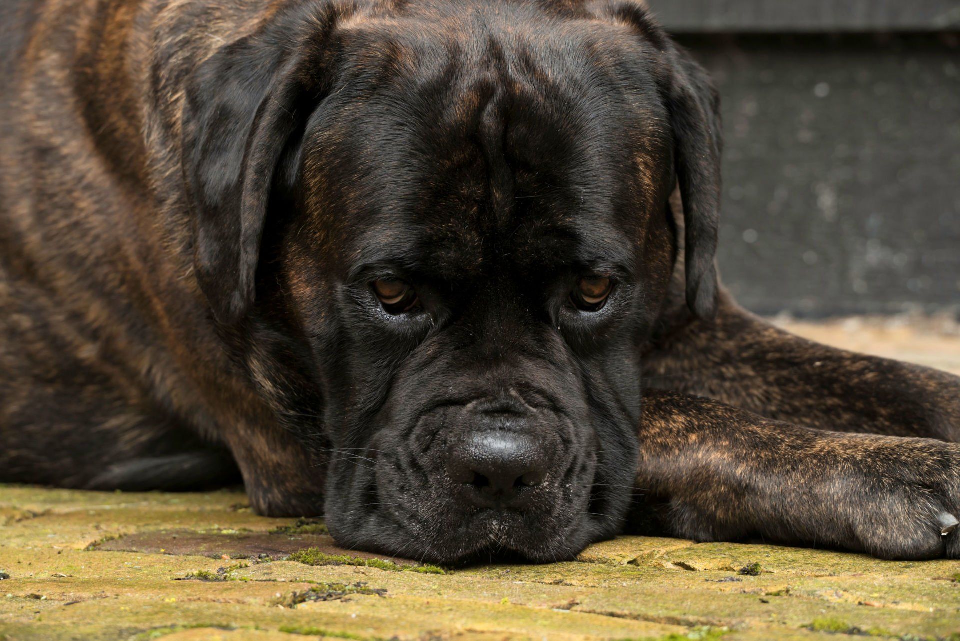 Cane Corso Chiaro e Tondo
