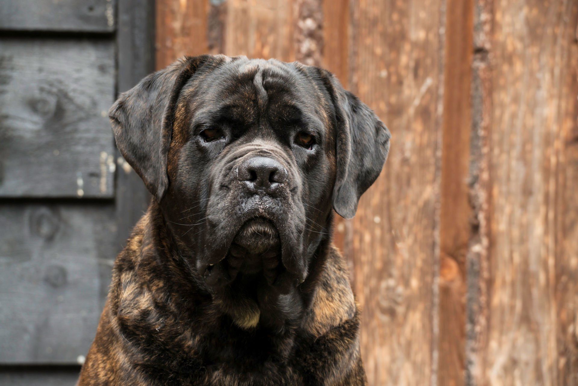 Cane Corso Chiaro e Tondo