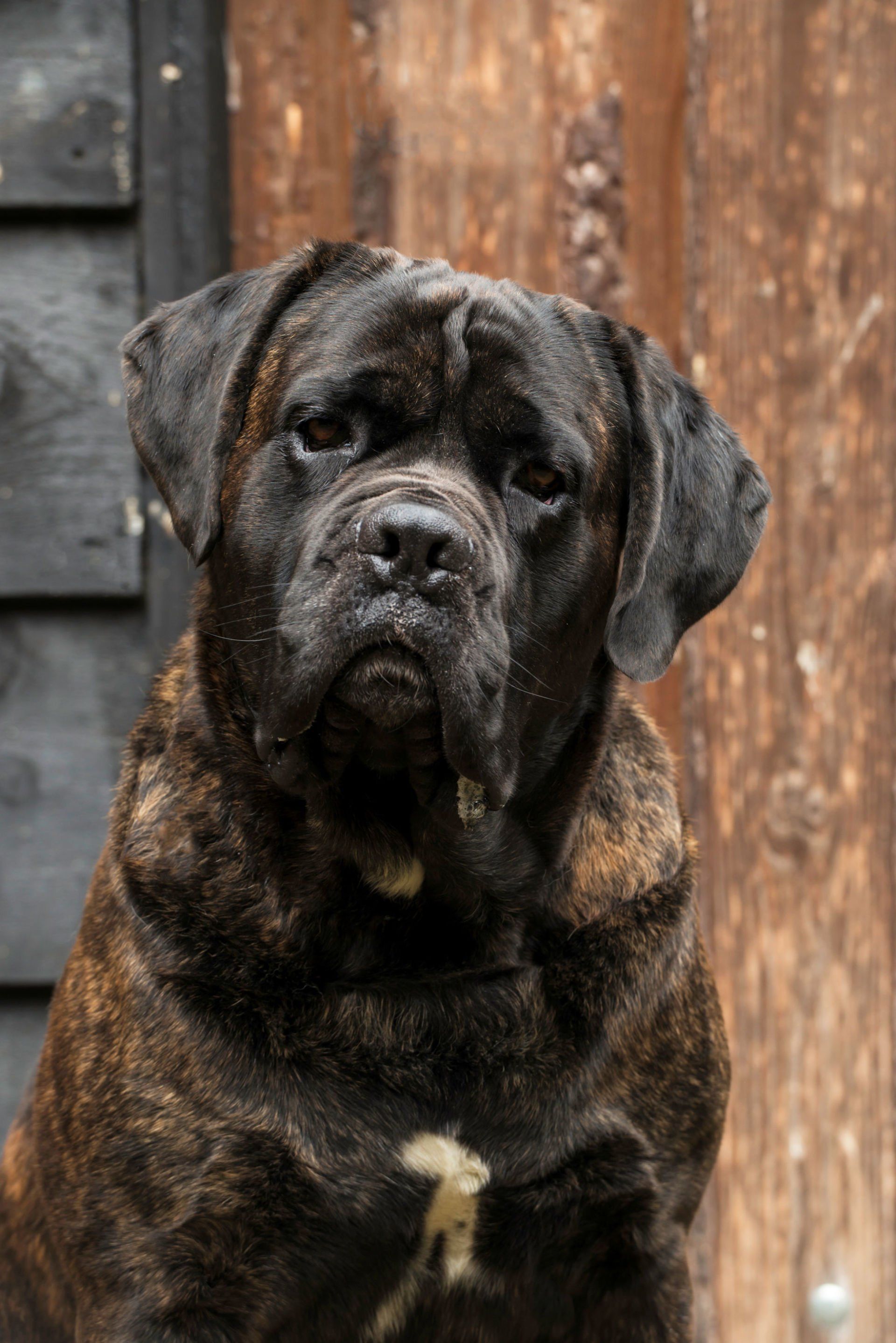 Cane Corso Chiaro e Tondo