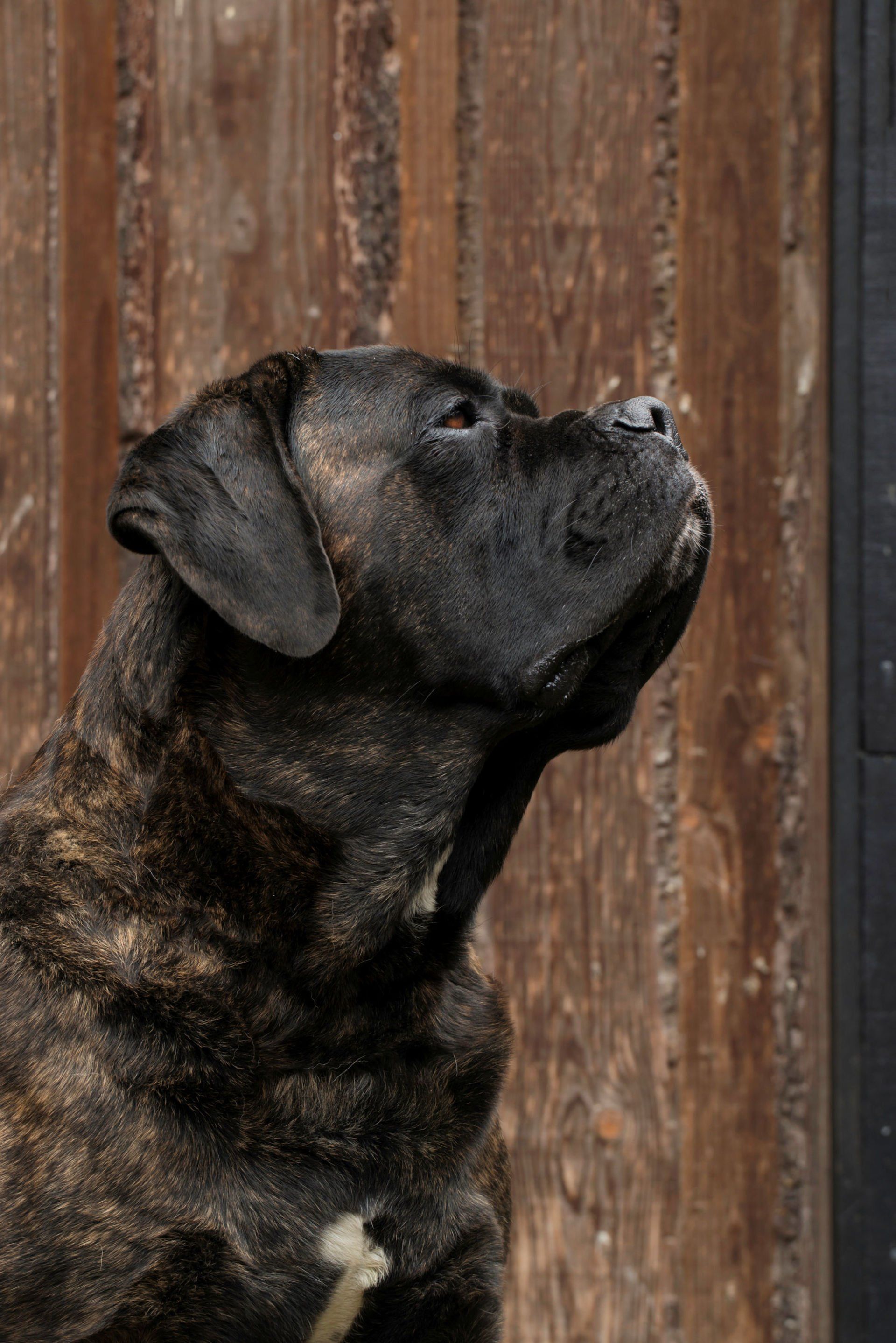 Cane Corso Chiaro e Tondo