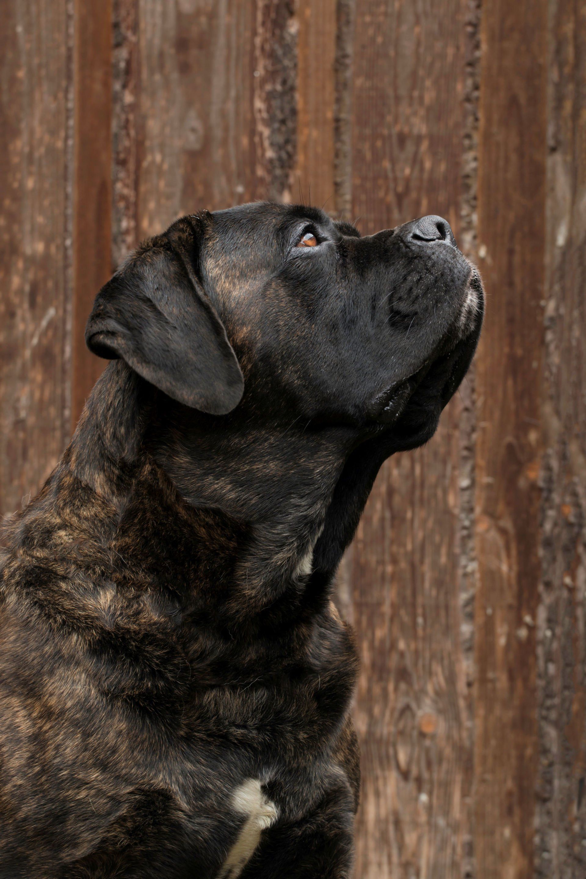 Cane Corso Chiaro e Tondo
