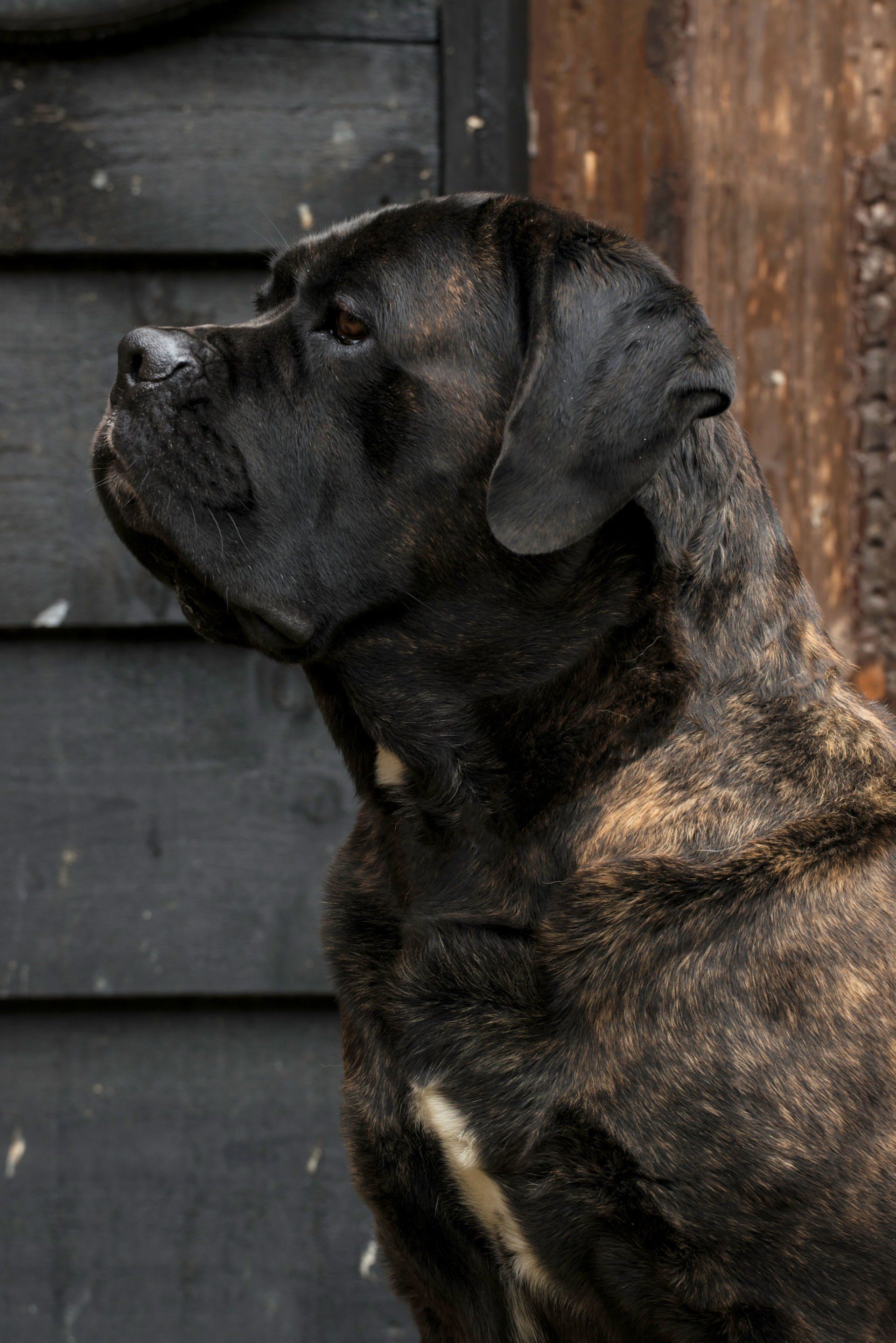 Cane Corso Chiaro e Tondo