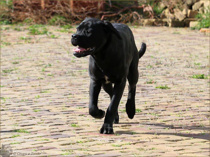 Chiaro e Tondo Vivvilon