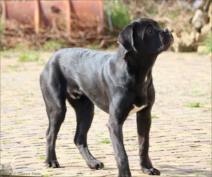 Chiaro e Tondo Jambalaya