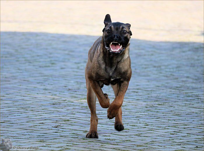 Chiaro e Tondo Cinnamon Sugar