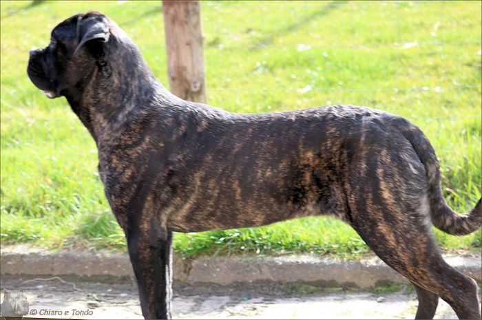 Chiaro e Tondo Furfrou