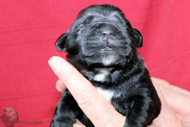 Cane Corso Pups