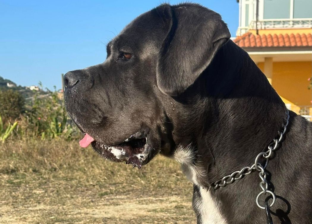 Ace aka Tanaruz Dono del cielo