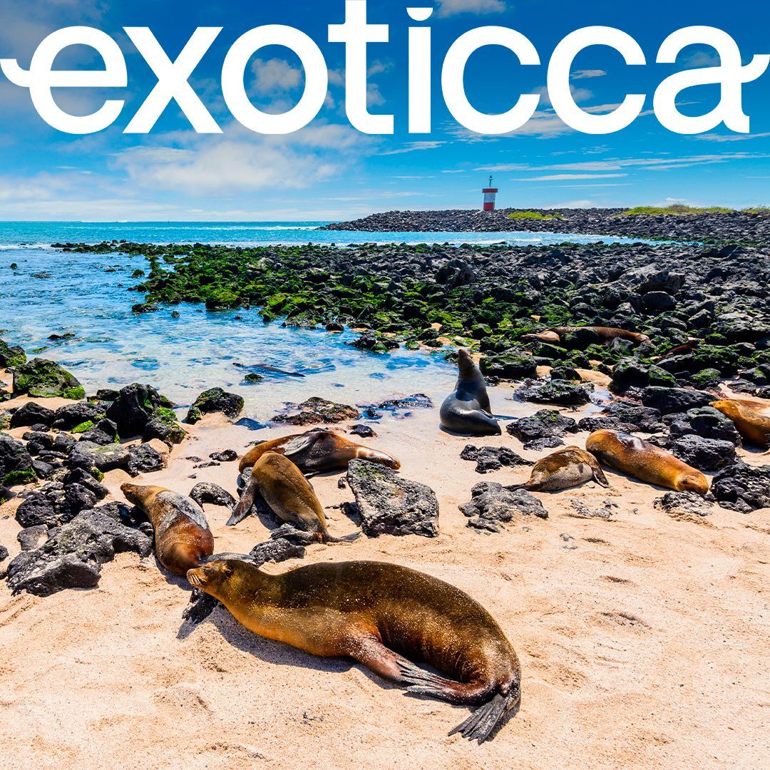 Seals lounging on a sandy beach. Rocky shore, blue ocean, lighthouse in background. 