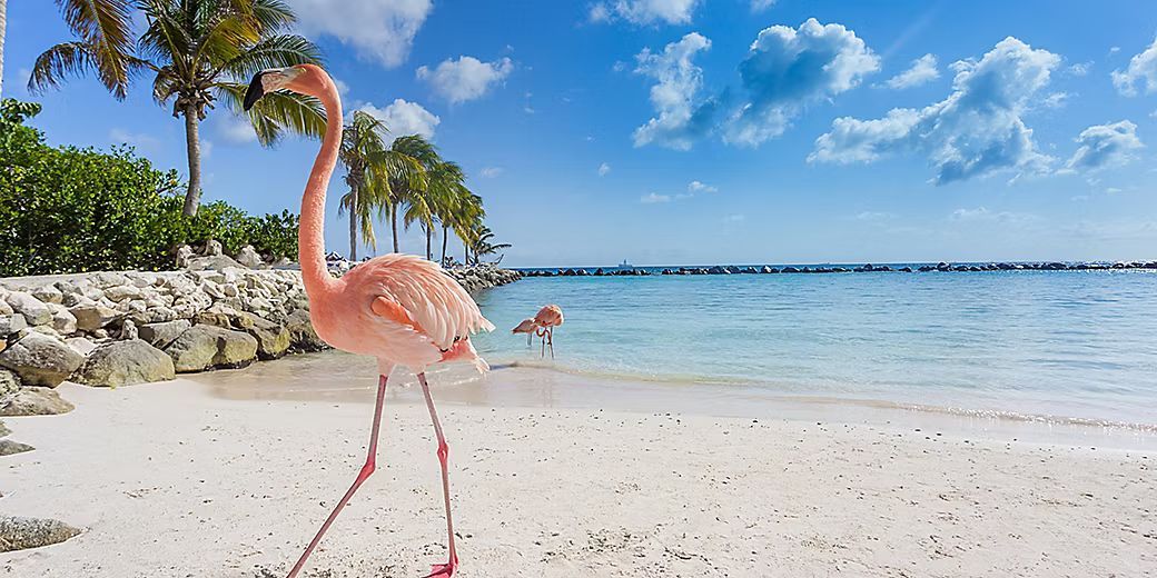 A bright pink flamingo walks on a white sand beach near tropical trees and clear blue water under a sunny sky.