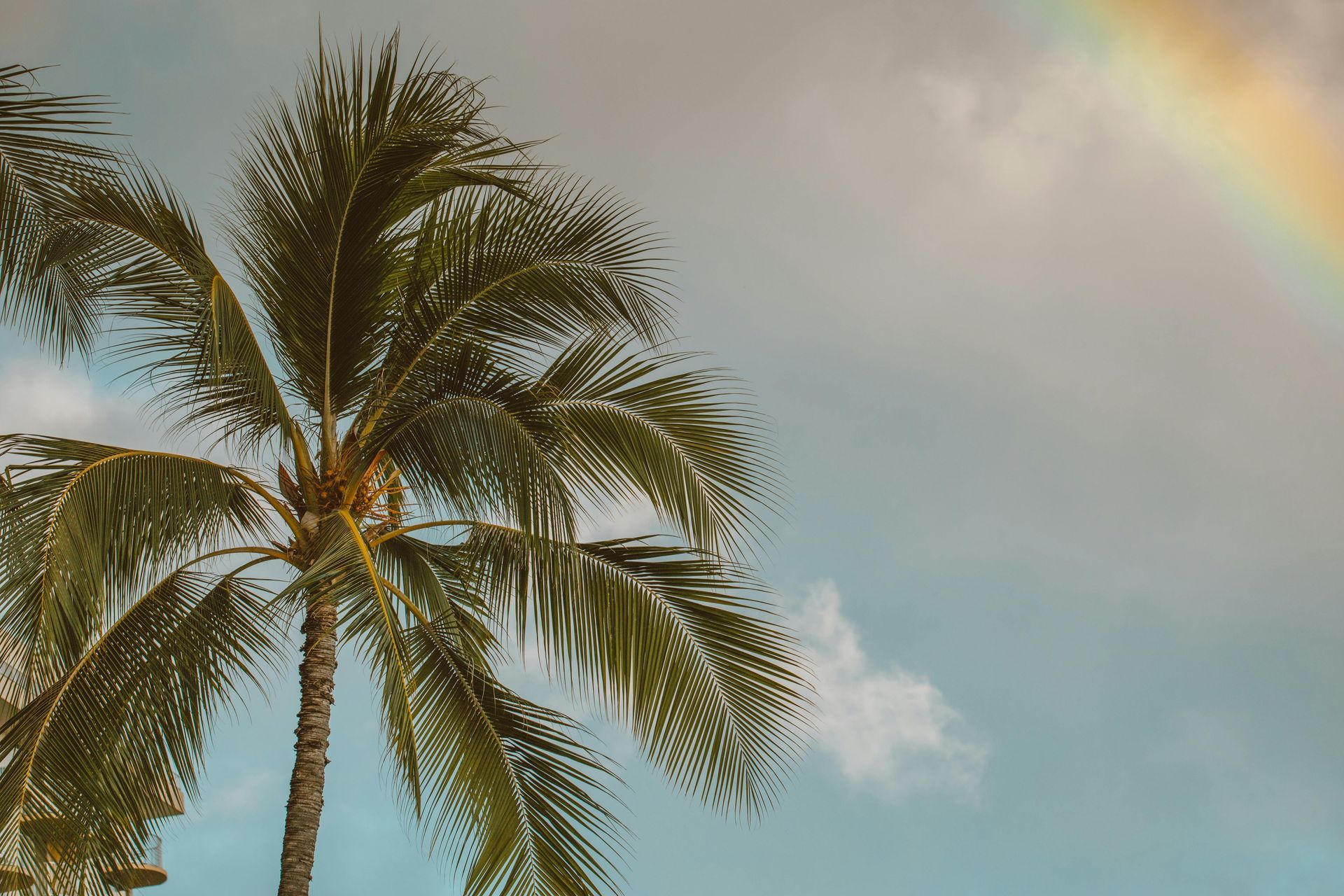 Palm tree with green fronds against a cloudy sky with a rainbow.