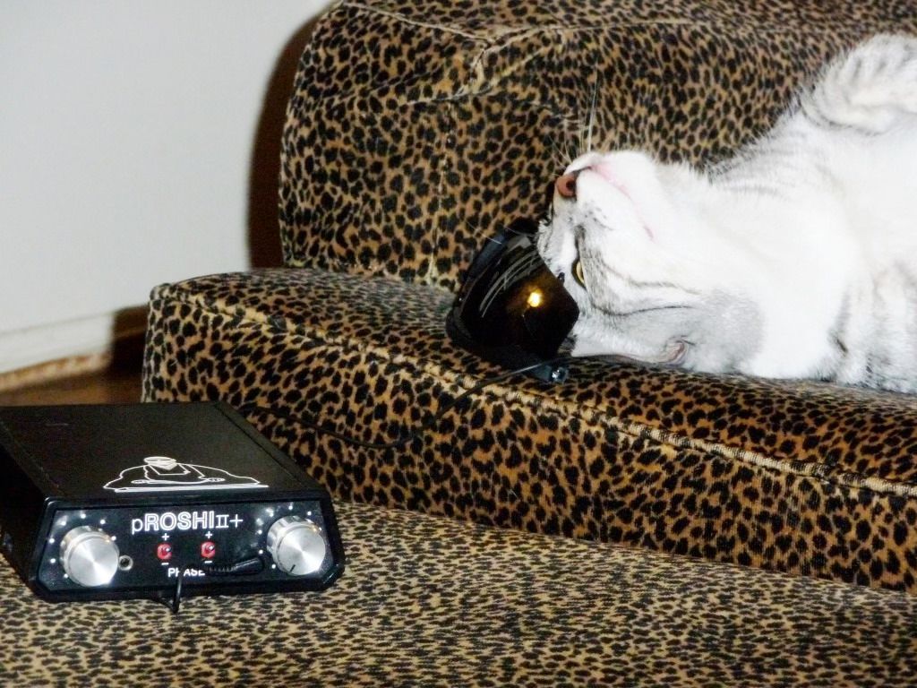 Edge Neurofitness - Neurofeedback Cat