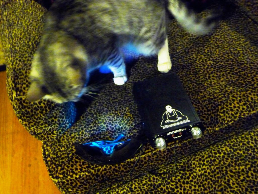 Edge Neurofitness - Neurofeedback Cat