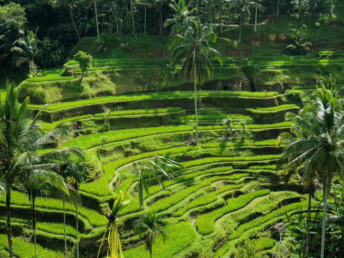 ubud rice terraces