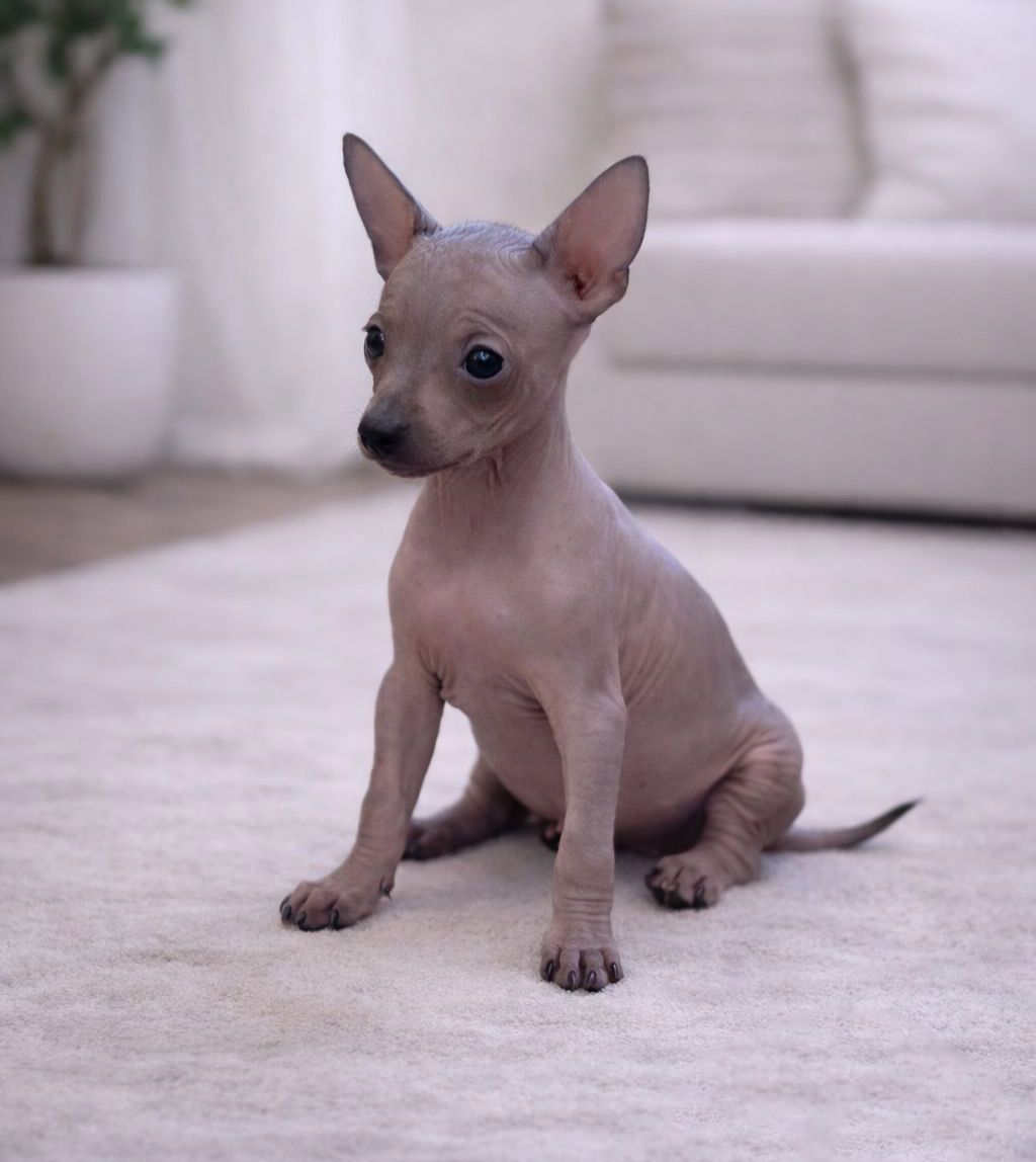 cachorro xoloitzcuintle en venta