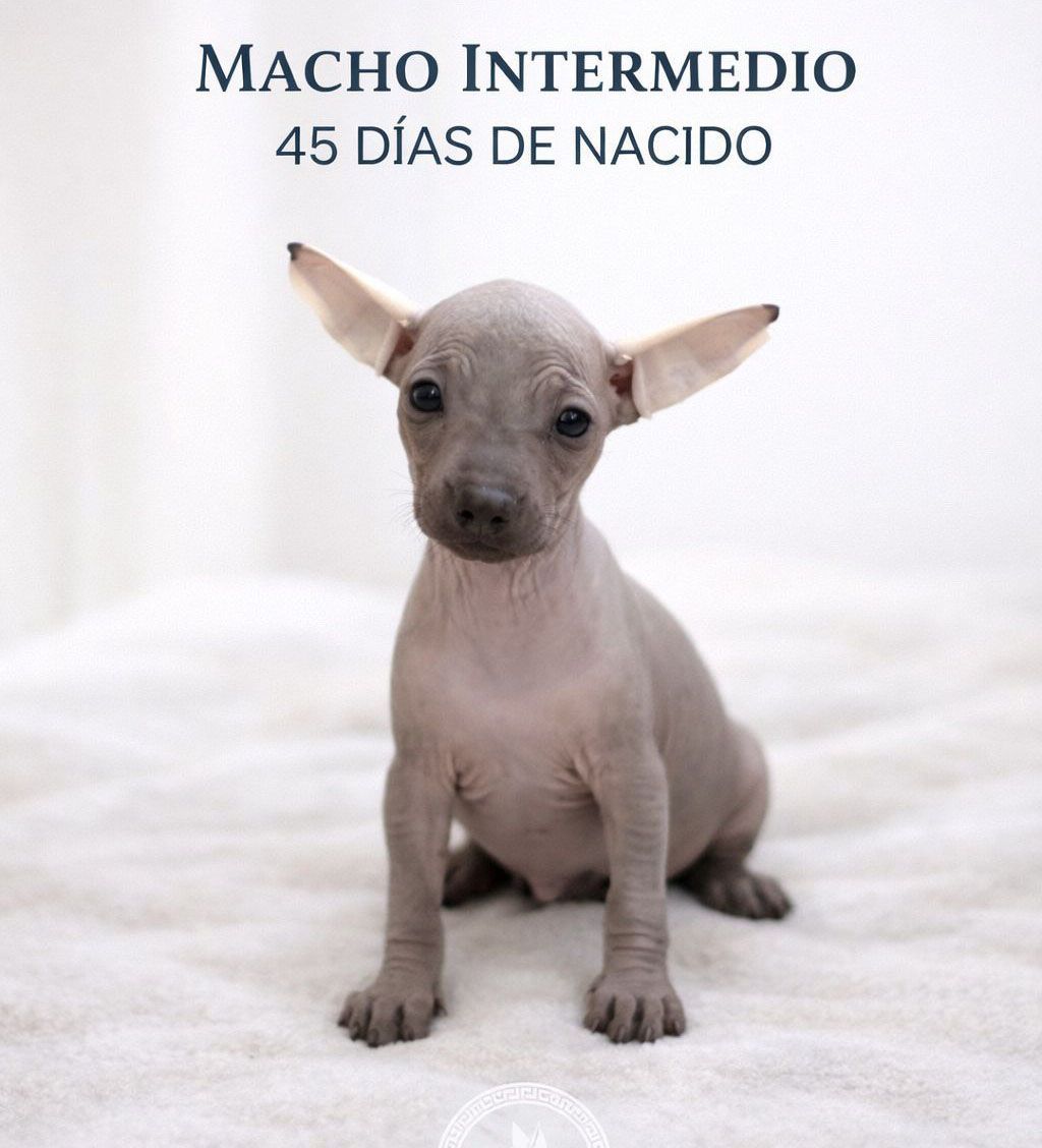 cachorro xoloitzcuintle en venta