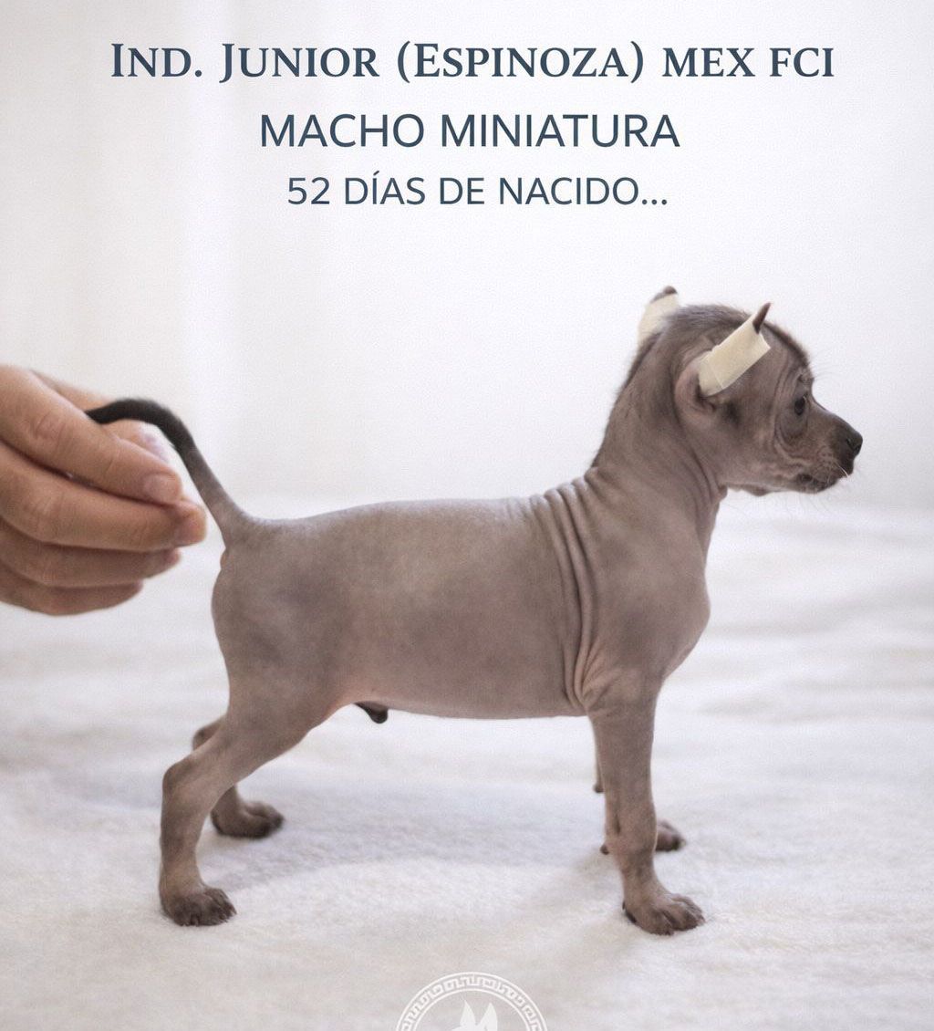 cachorro xoloitzcuintle en venta