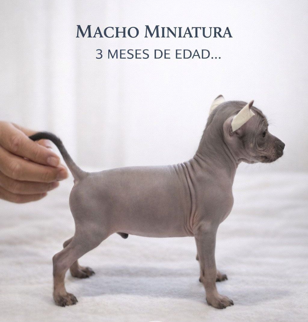 cachorro xoloitzcuintle en venta