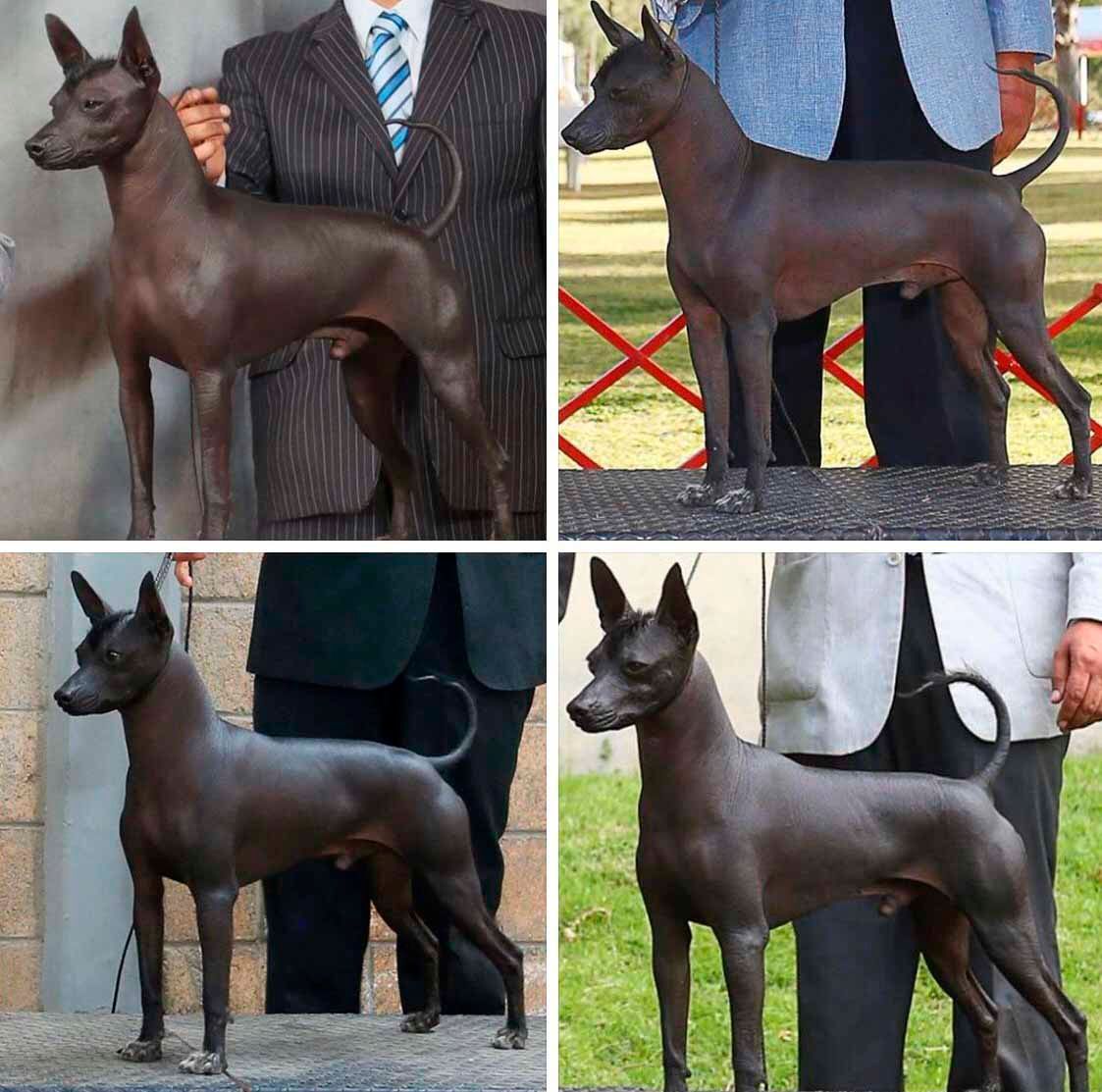 xoloitzcuintle en venta