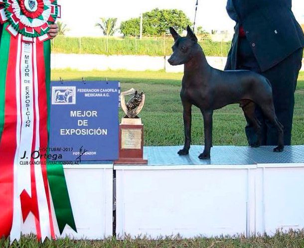 xoloitzcuintle en venta