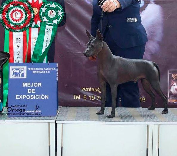 xoloitzcuintle en venta